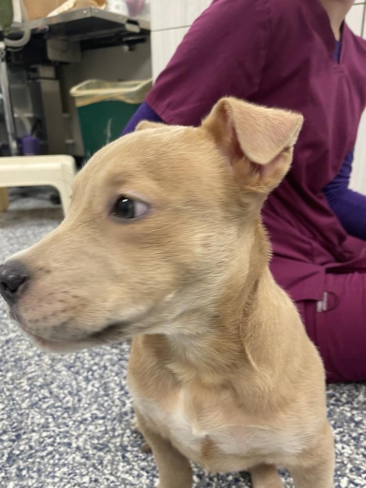 Enlarge Troy, a Adoptable mixed breed in Bemidji, MN image 2/2