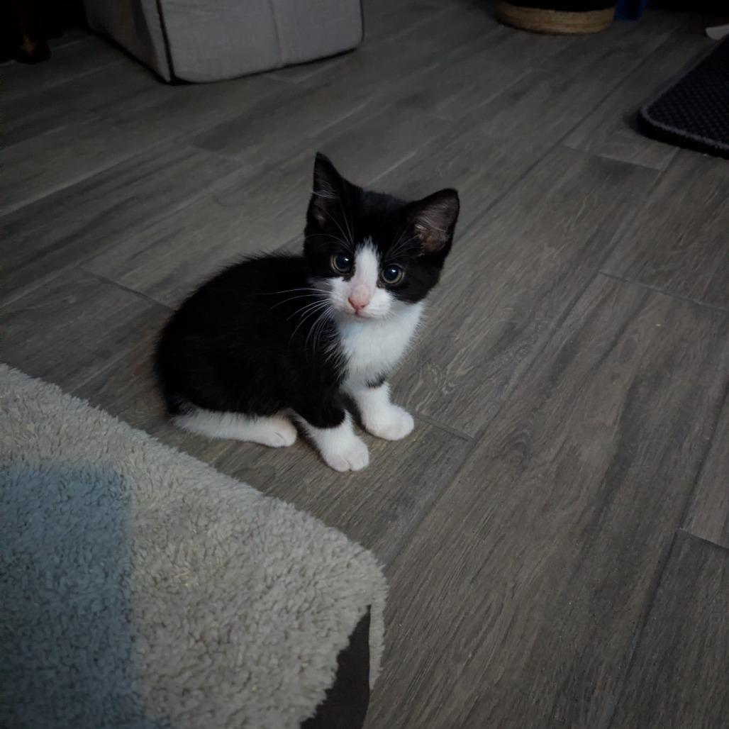 Ruckus, Adoptable, Kitten Female Domestic Short Hair.