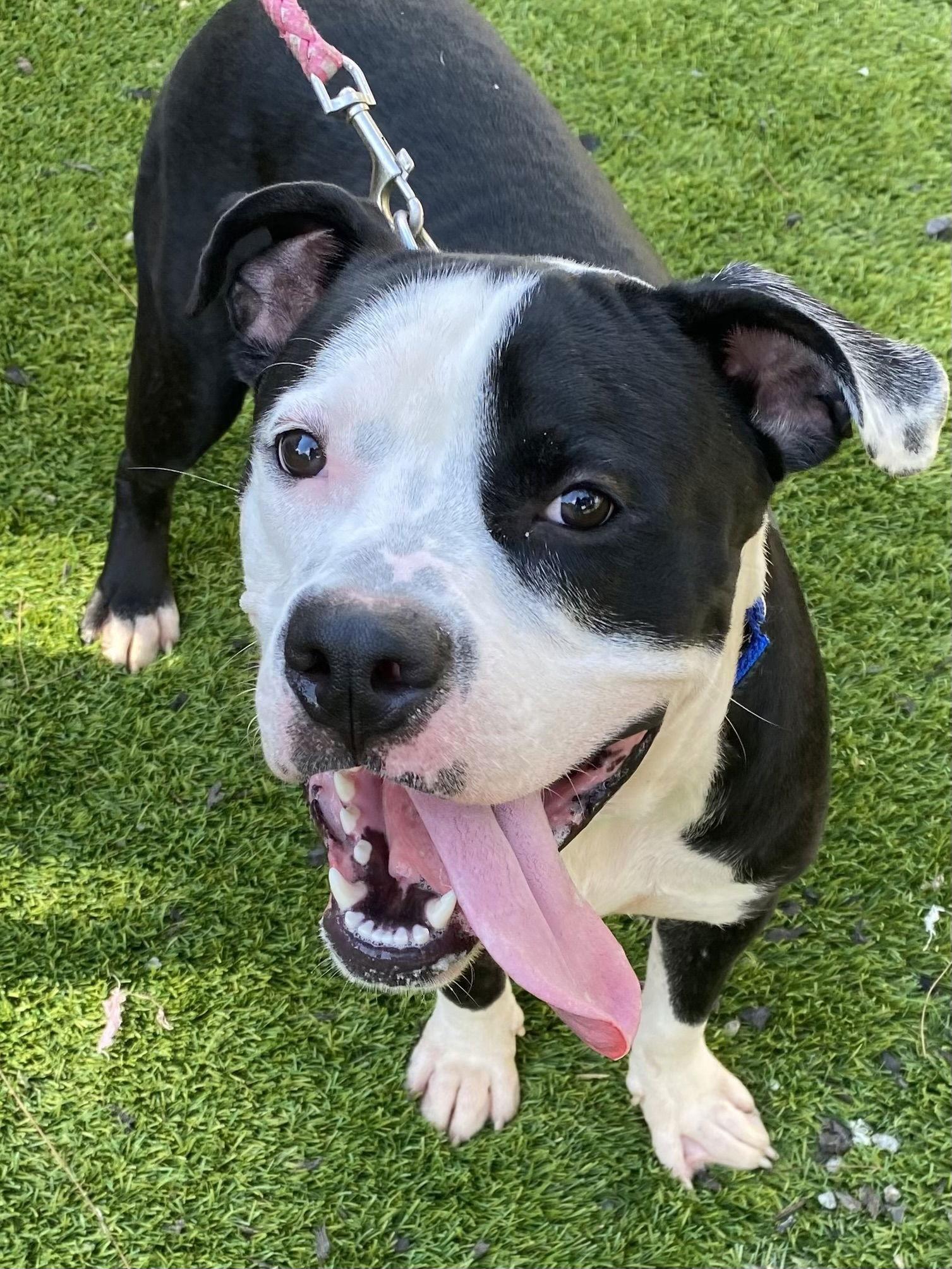 Petey, Adoptable, Young Male American Bulldog.