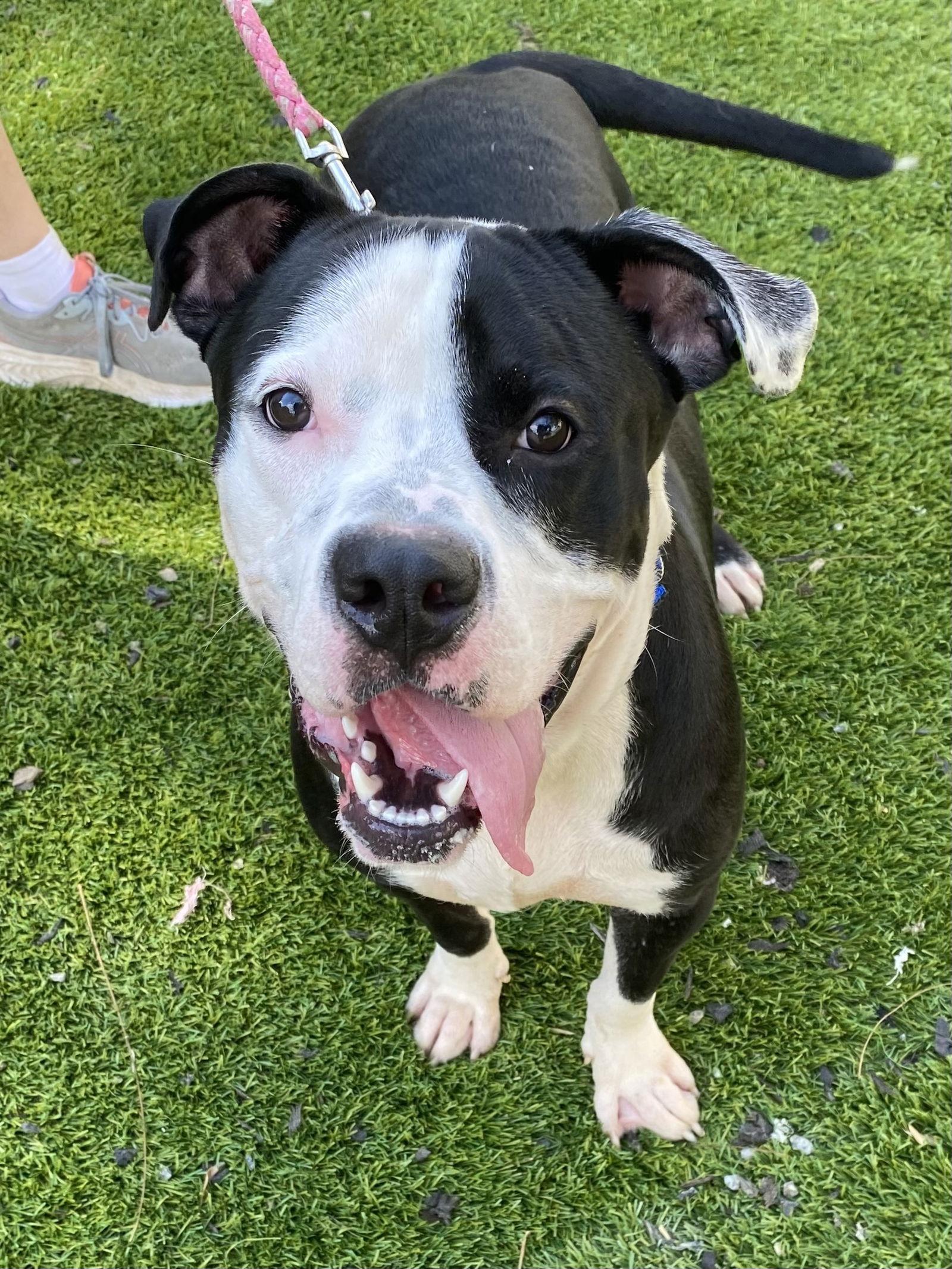 Petey, Adoptable, Young Male American Bulldog.
