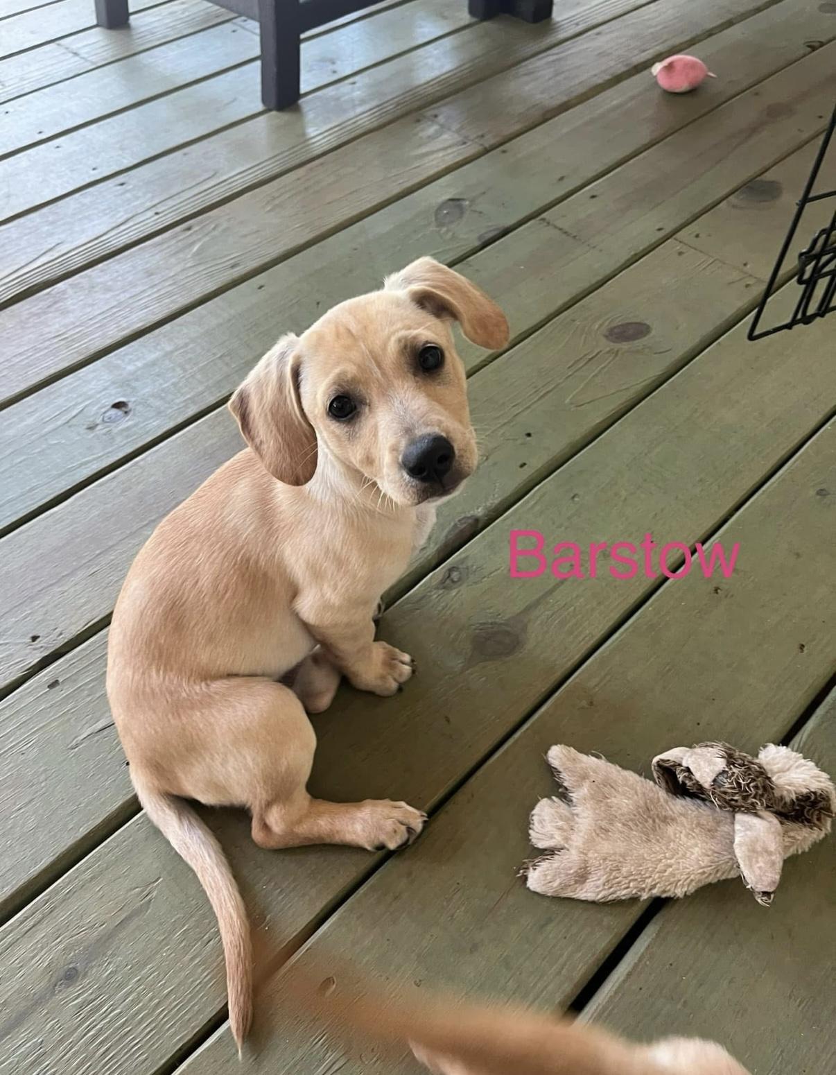 Barstow. Boston. Bronx, Adopted, Puppy Male Labrador Retriever.