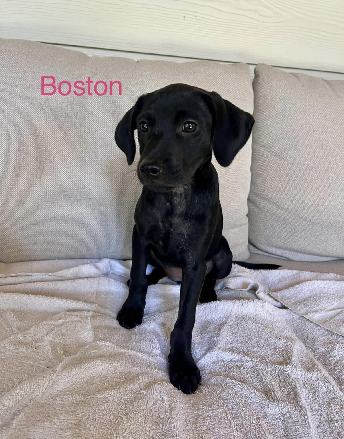 Enlarge Barstow. Boston. Bronx, a Adopted mixed breed in Chattanooga, TN image 2/3
