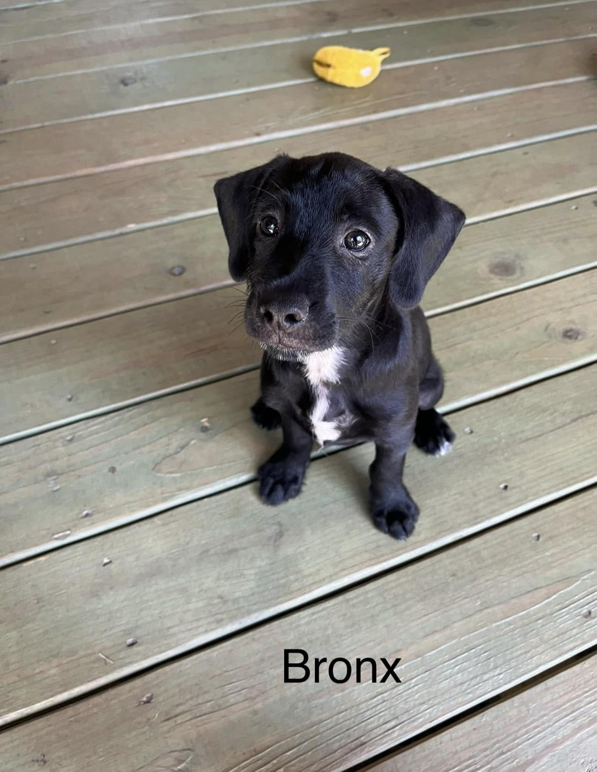 Enlarge Barstow. Boston. Bronx, a Adopted mixed breed in Chattanooga, TN image 3/3