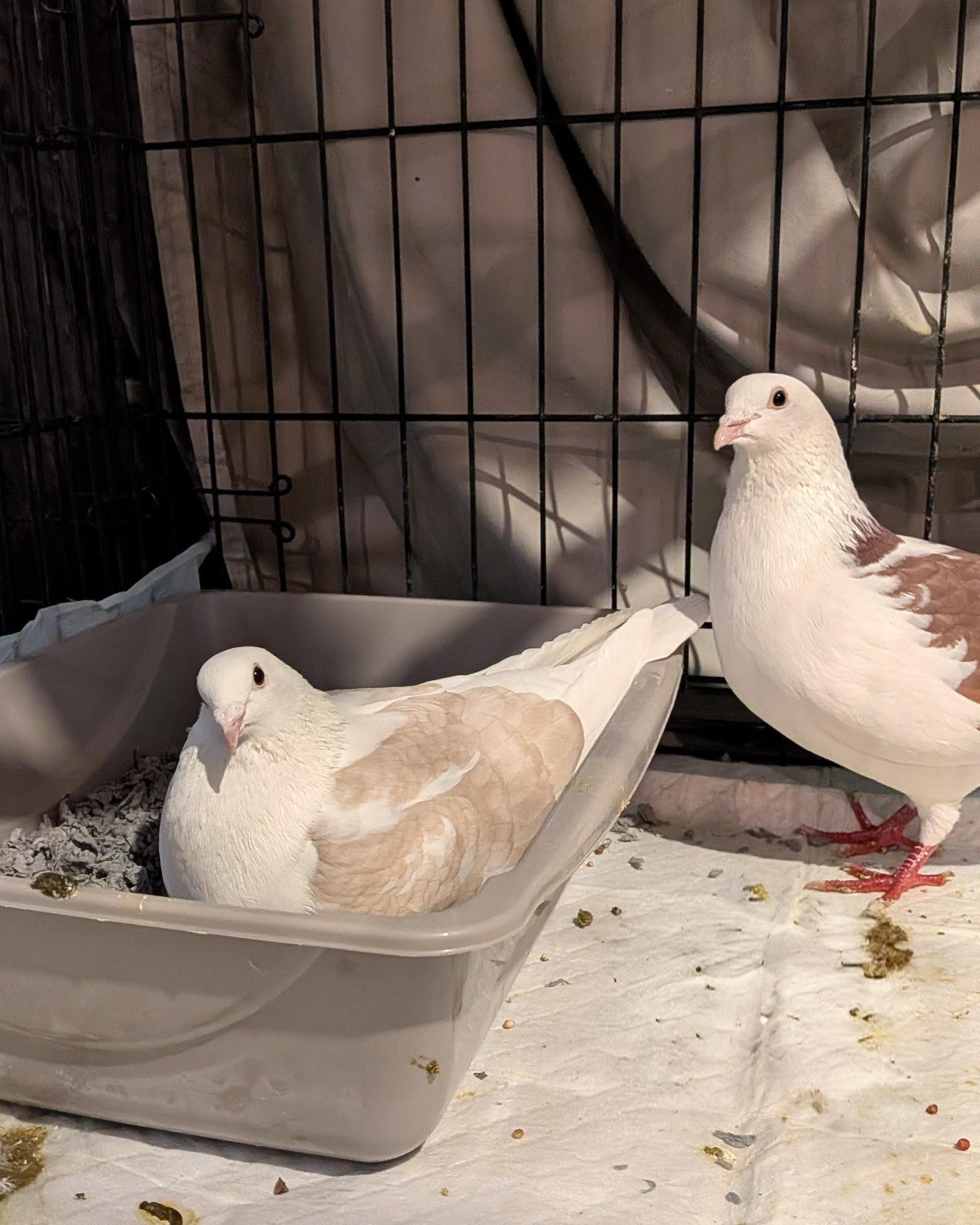Enlarge Vesper and Moxie, a Adoptable Pigeon in Vernon Center, MN image 2/3