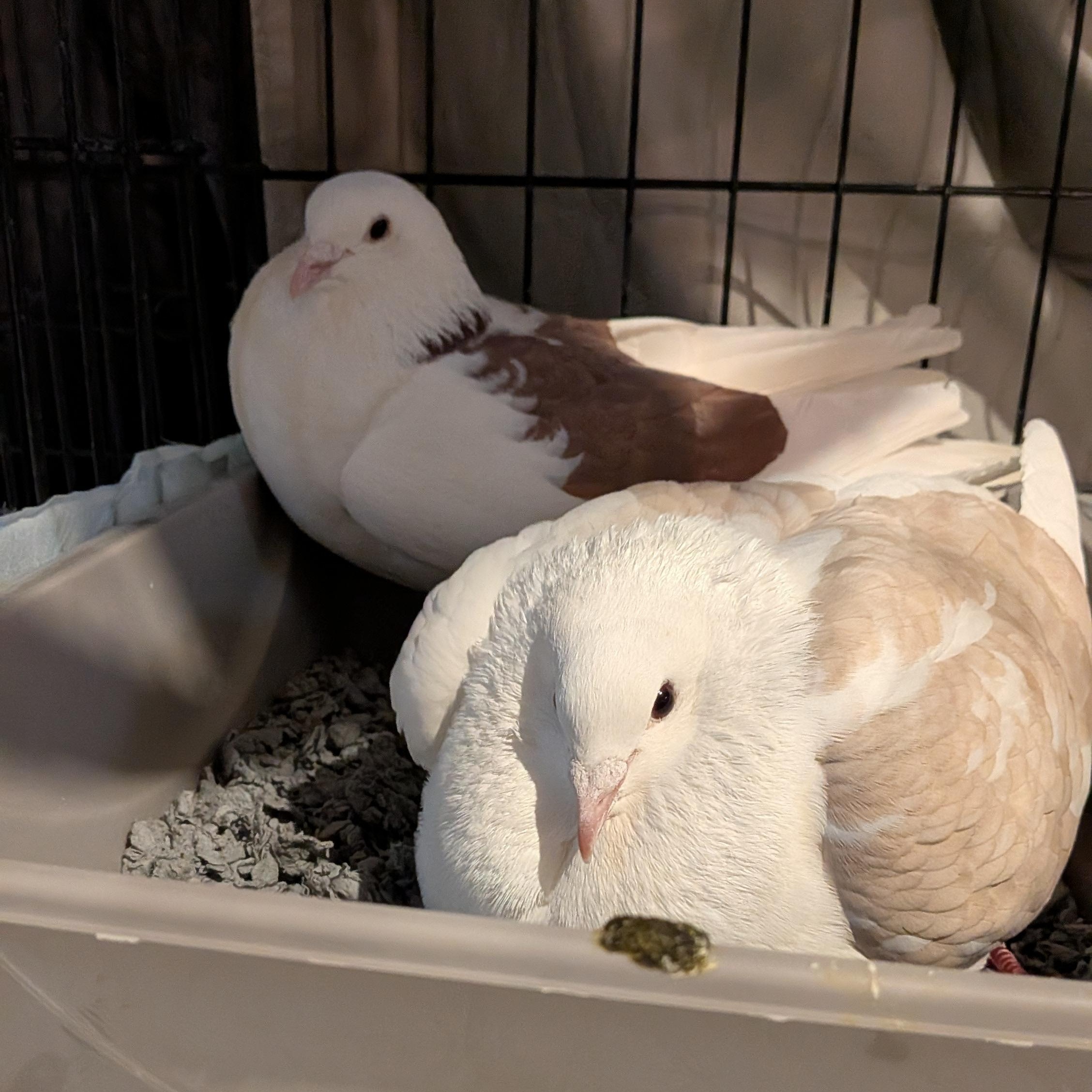 Vesper and Moxie, Adoptable, Adult Unknown Pigeon.