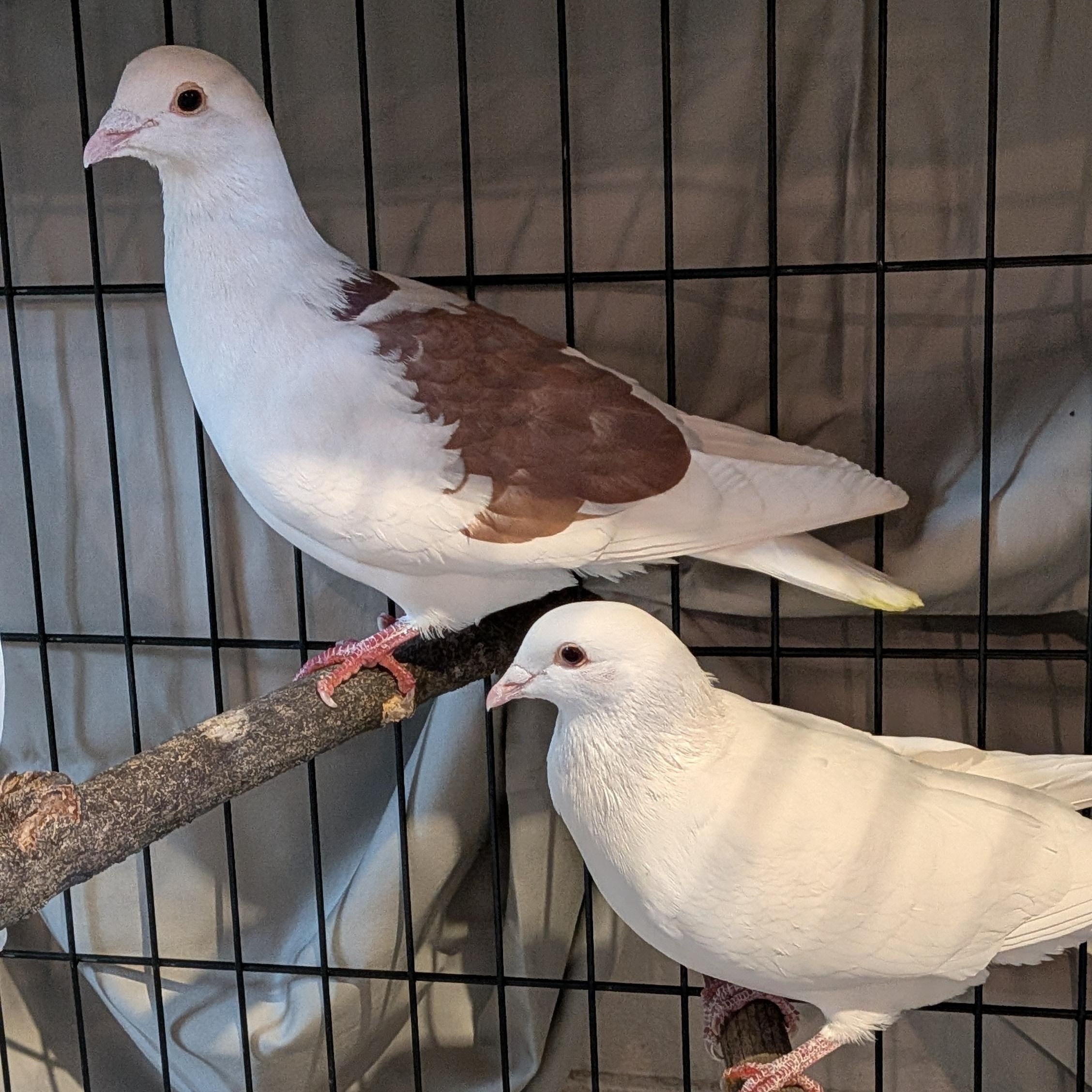 Enlarge Vesper and Moxie, a Adoptable Pigeon in Vernon Center, MN image 3/3
