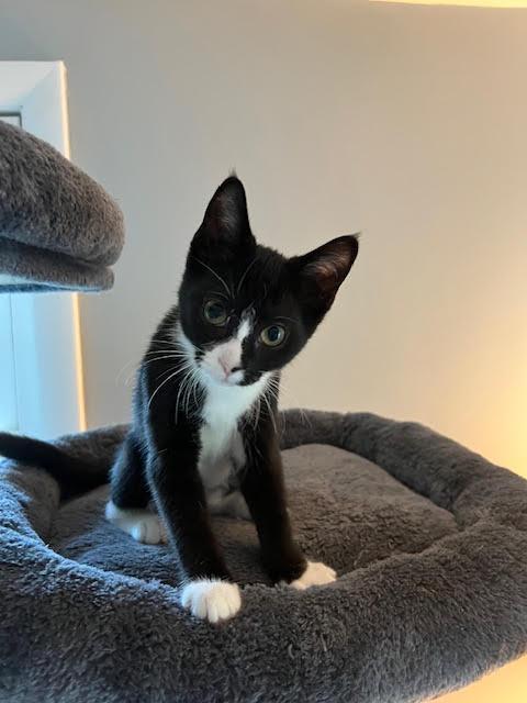 Missy, a Adoptable Domestic Short Hair in Chesapeake Beach, MD image 3/6