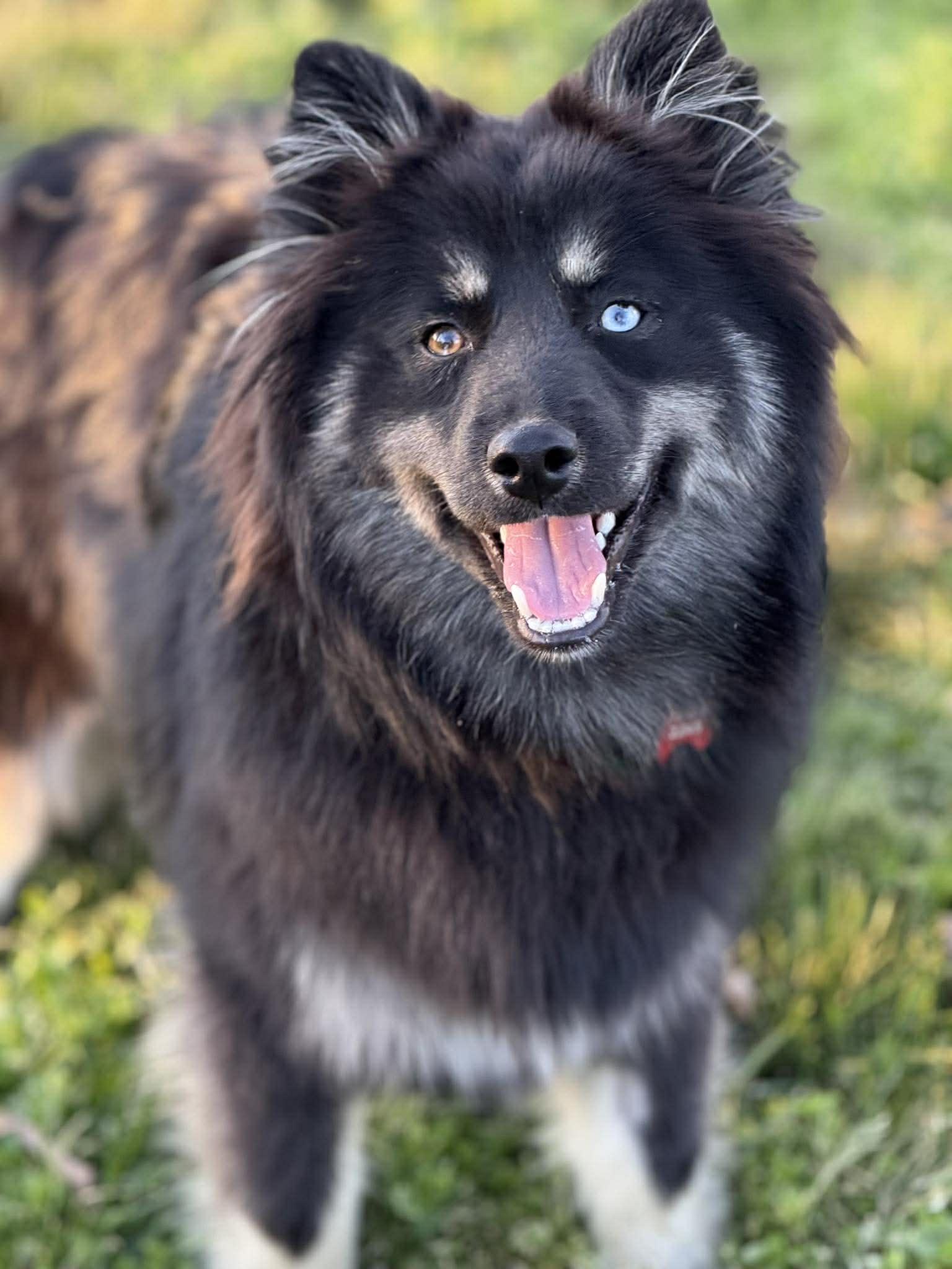 Enlarge Maximus McFloof, a ADOPTABLE Pomsky in Kiowa, OK image 6/6
