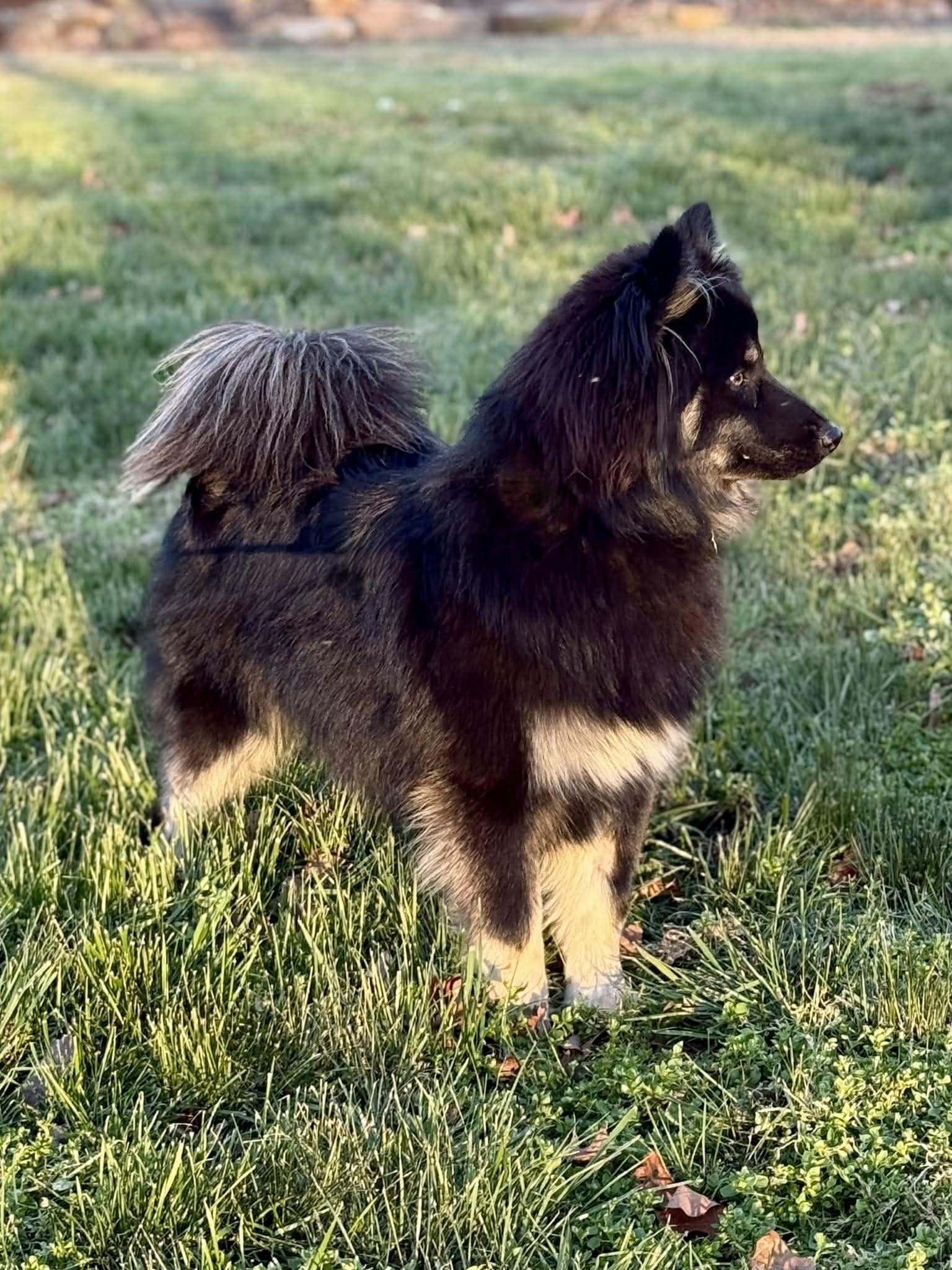 Enlarge Maximus McFloof, a ADOPTABLE Pomsky in Kiowa, OK image 2/6