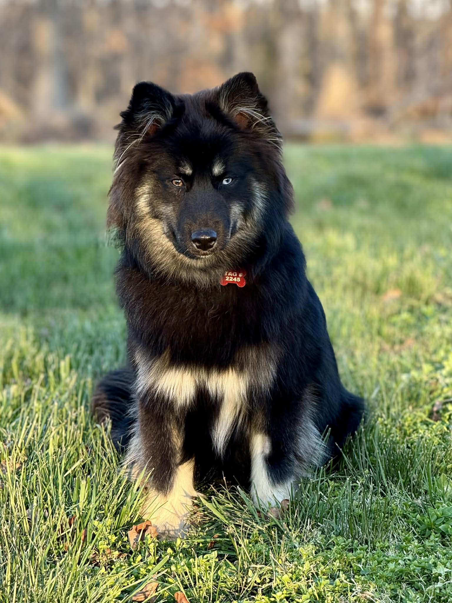 Enlarge Maximus McFloof, a ADOPTABLE Pomsky in Kiowa, OK image 4/6