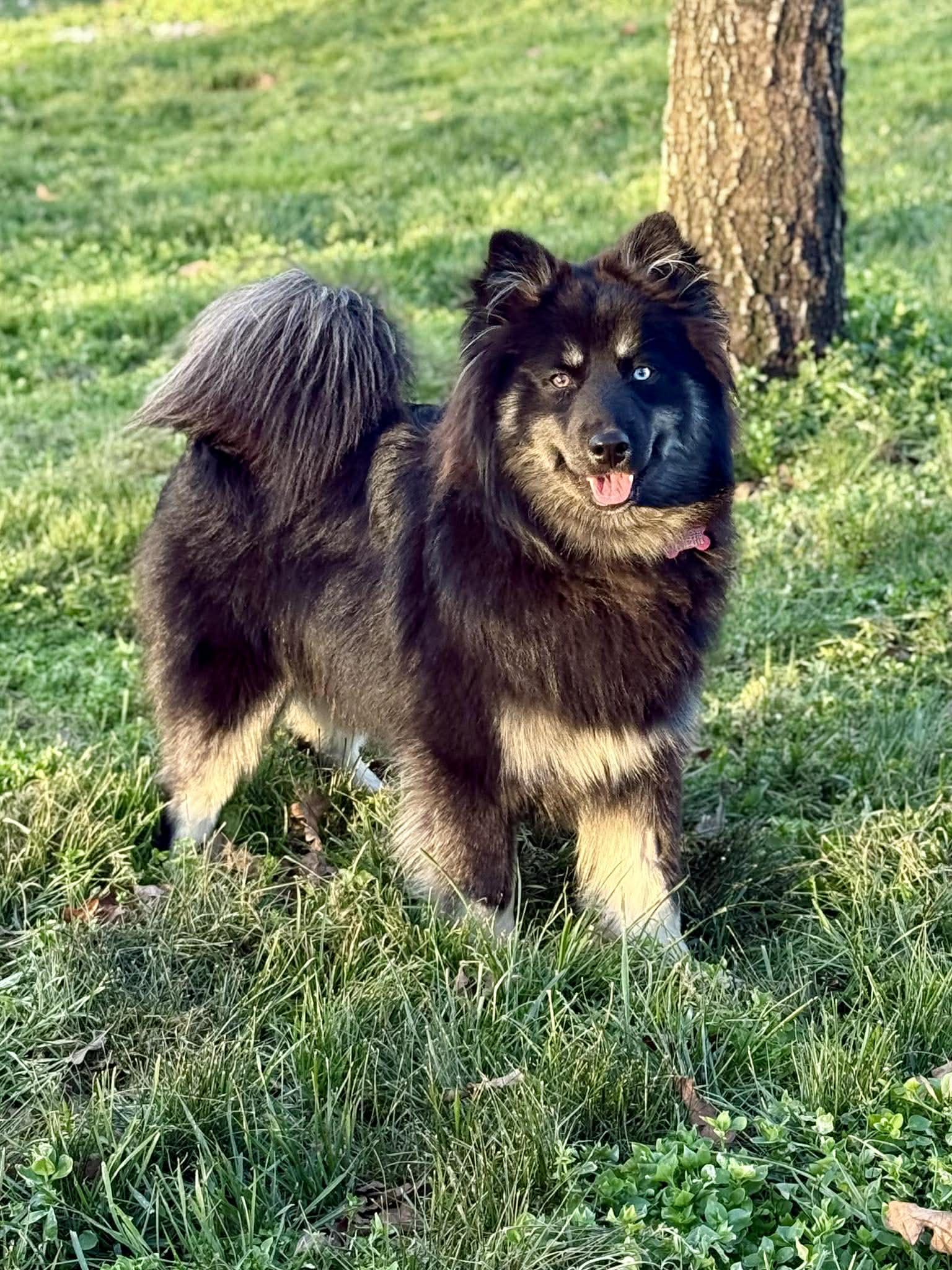 Enlarge Maximus McFloof, a ADOPTABLE Pomsky in Kiowa, OK image 5/6