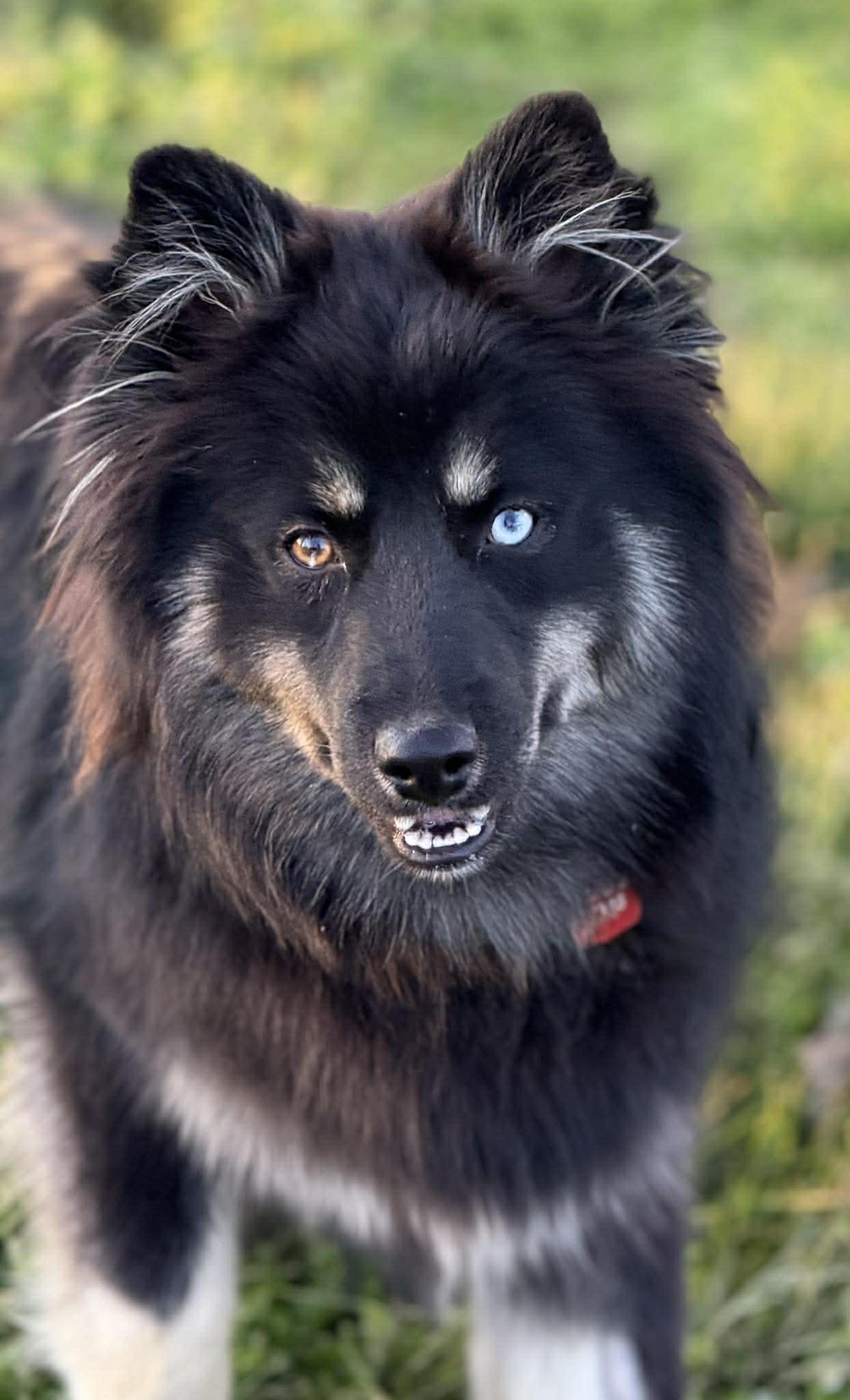 Enlarge Maximus McFloof, a ADOPTABLE Pomsky in Kiowa, OK image 1/6