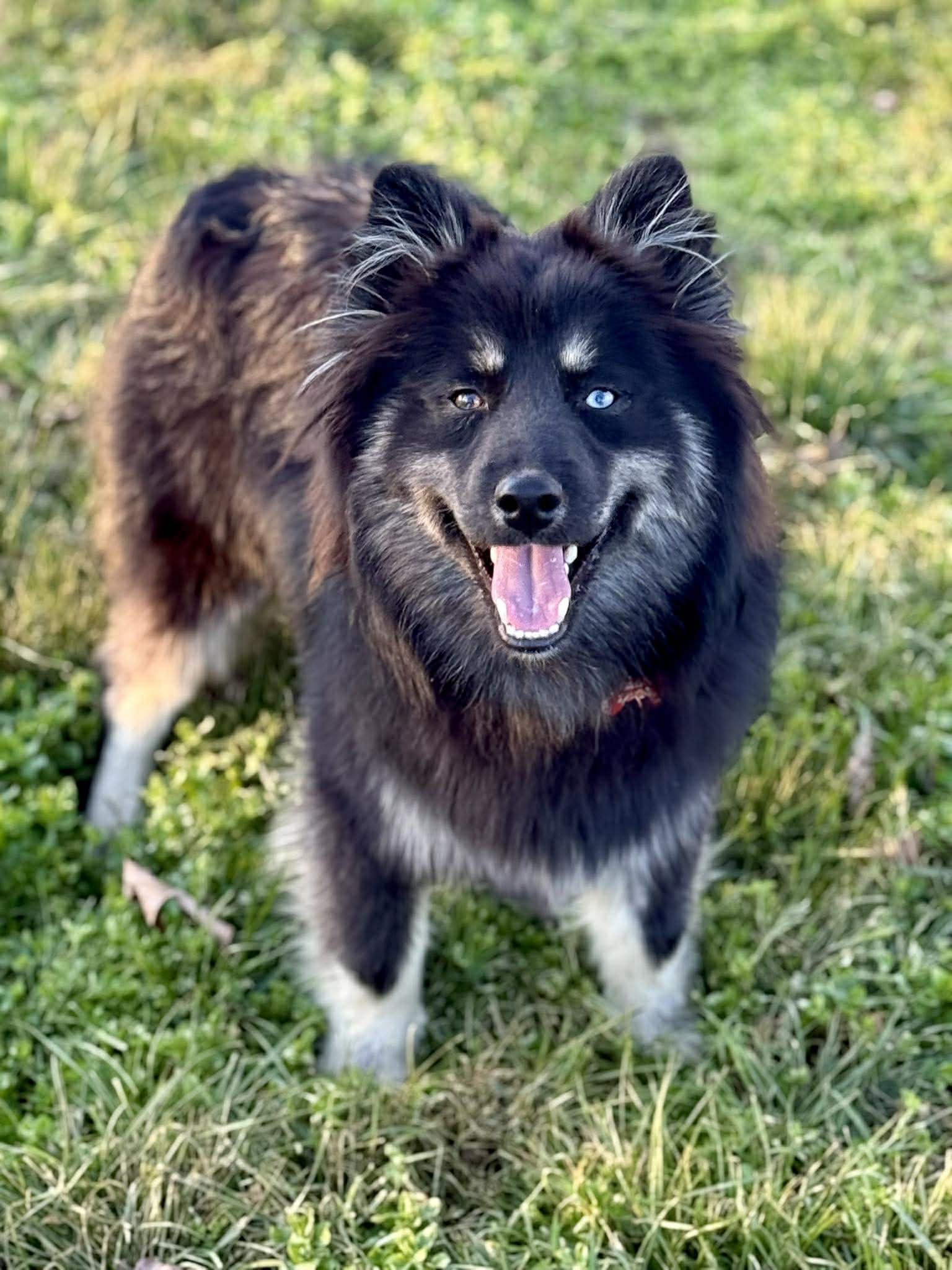 Enlarge Maximus McFloof, a ADOPTABLE Pomsky in Kiowa, OK image 3/6