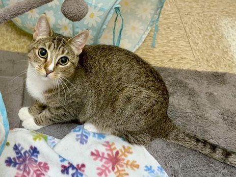 Barbara Walters, a Adoptable Domestic Short Hair in Mission Viejo, CA image 1/3