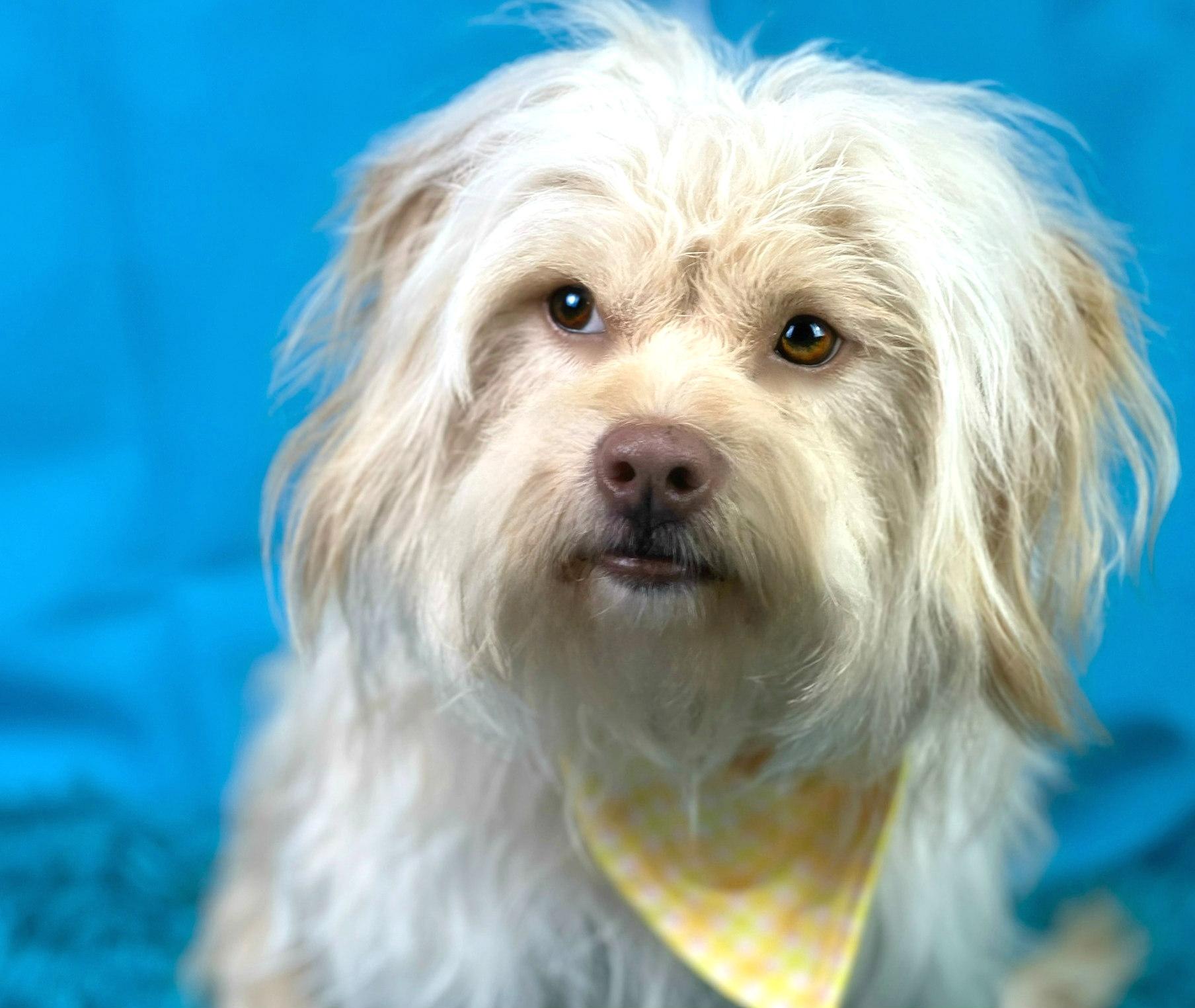 Gatsby, an adoptable Havanese, Lhasa Apso in San Antonio, TX, 78230 | Photo Image 1