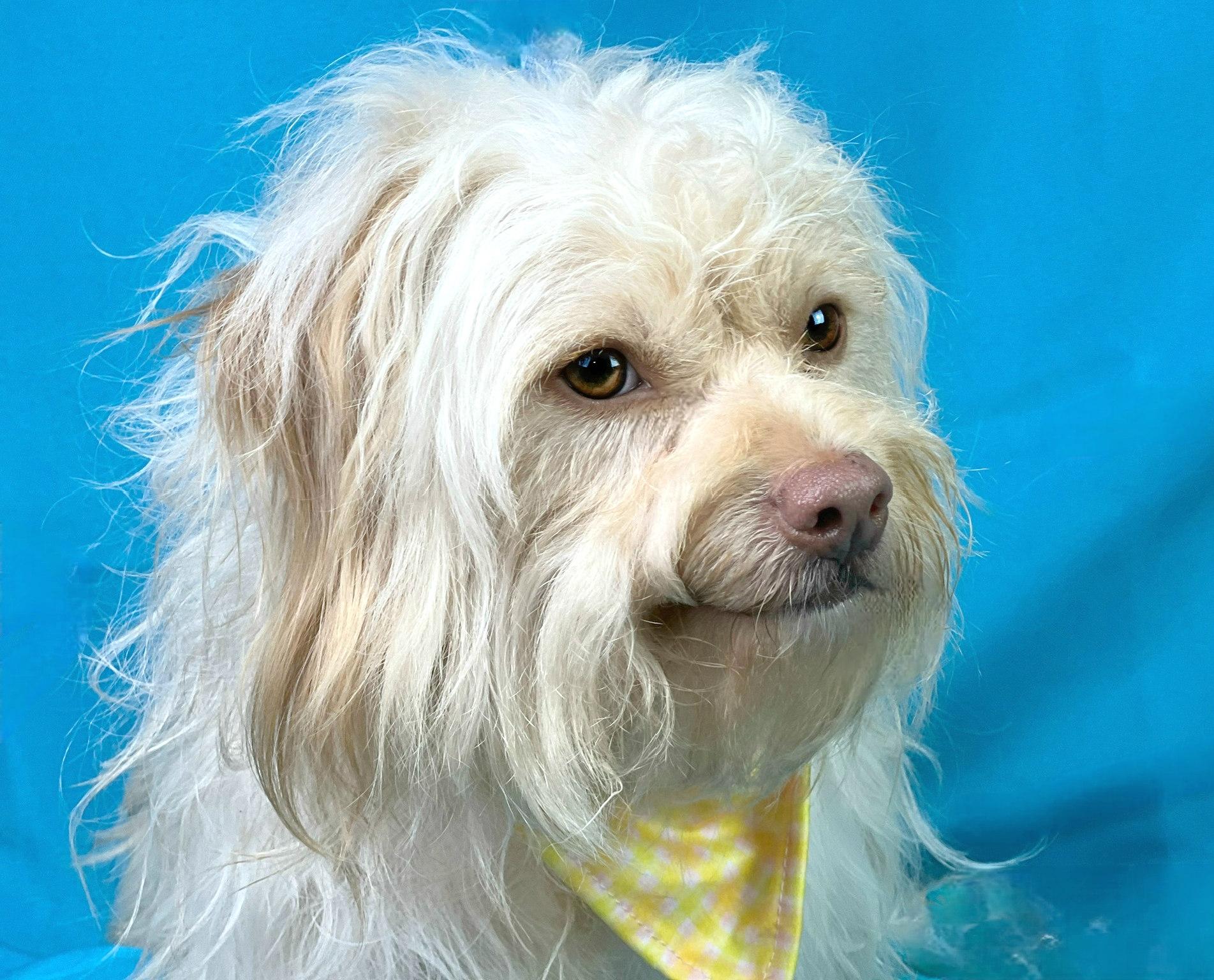 Gatsby, an adoptable Havanese, Lhasa Apso in San Antonio, TX, 78230 | Photo Image 4