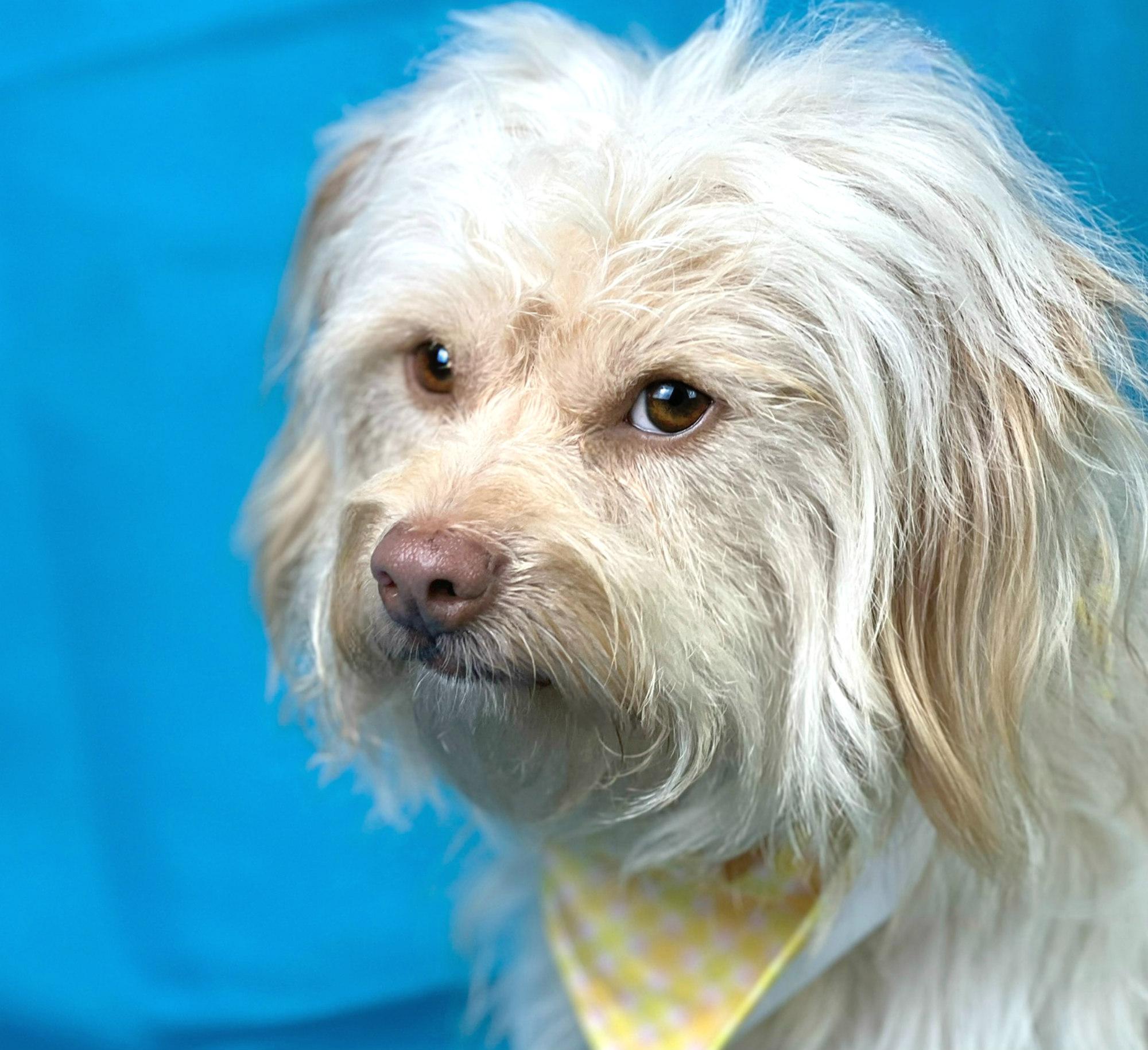 Gatsby, an adoptable Havanese, Lhasa Apso in San Antonio, TX, 78230 | Photo Image 3