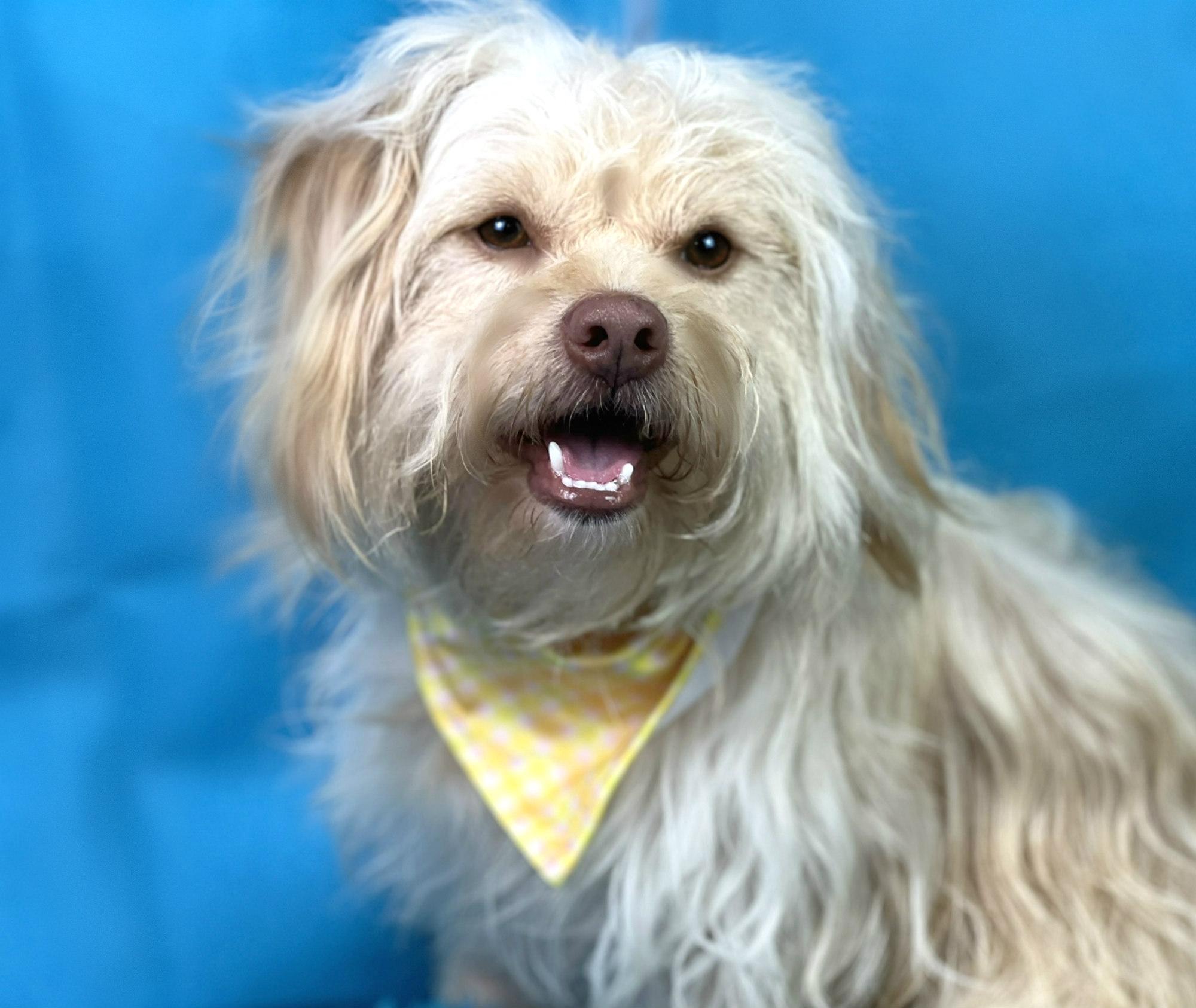 Gatsby, an adoptable Havanese, Lhasa Apso in San Antonio, TX, 78230 | Photo Image 5