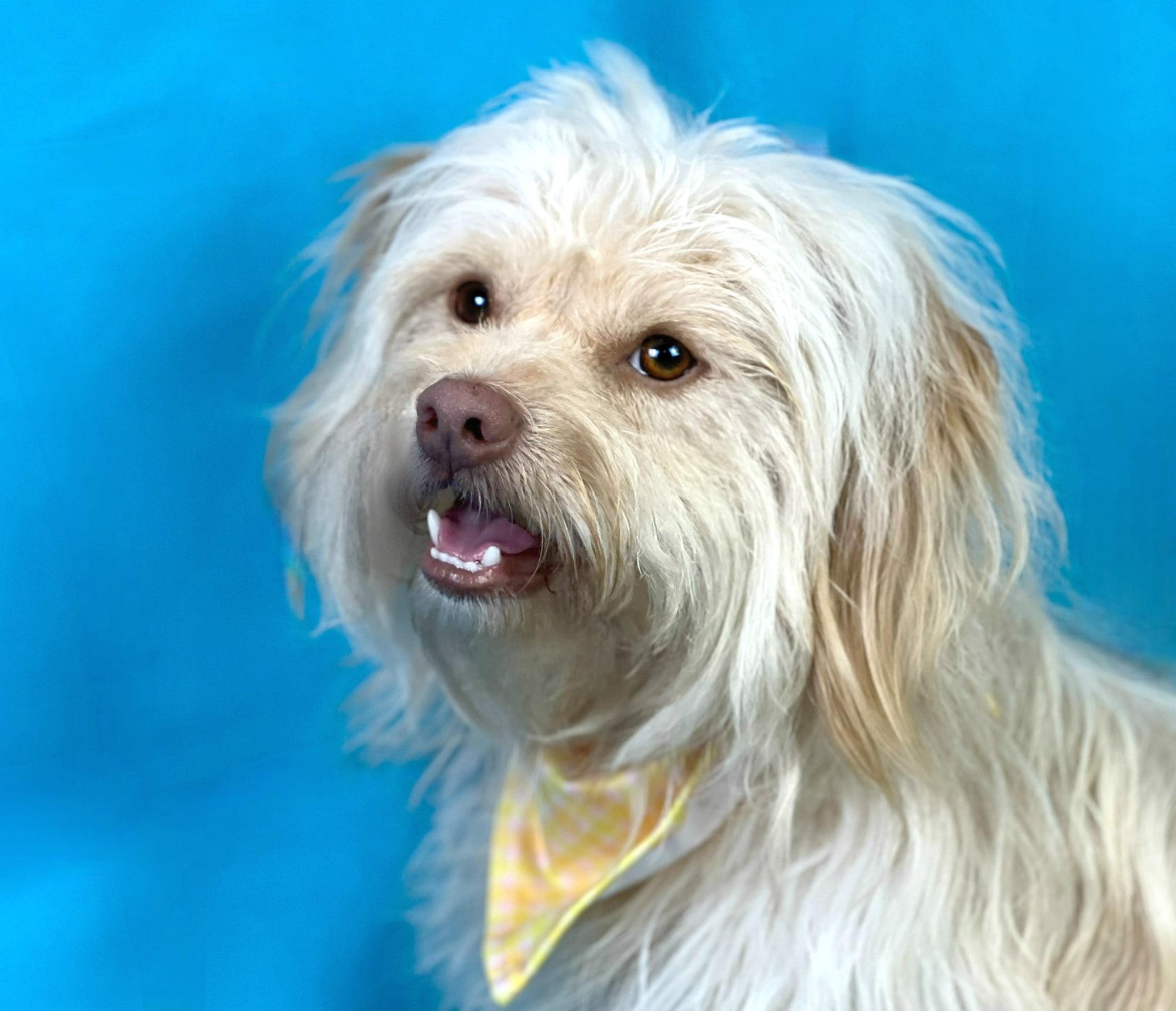Gatsby, an adoptable Havanese, Lhasa Apso in San Antonio, TX, 78230 | Photo Image 2
