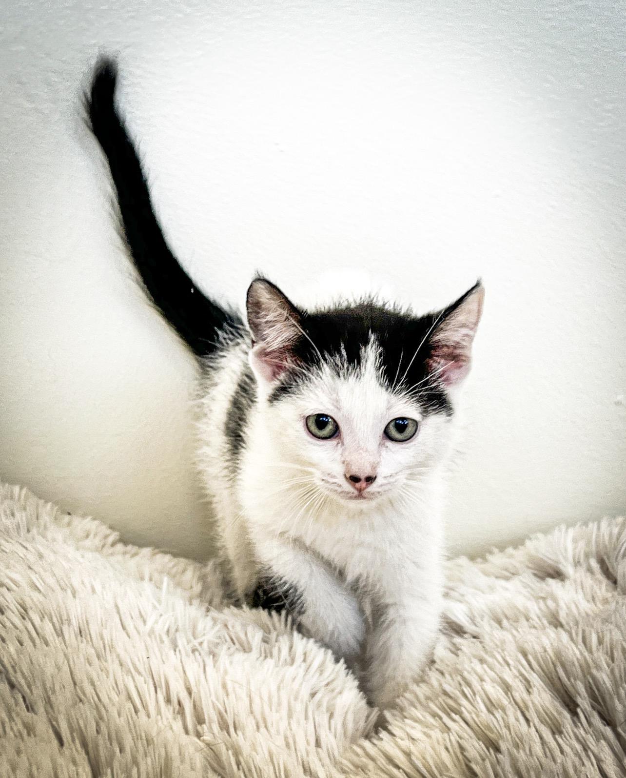 Marty, Adoptable, Kitten Female Domestic Short Hair.
