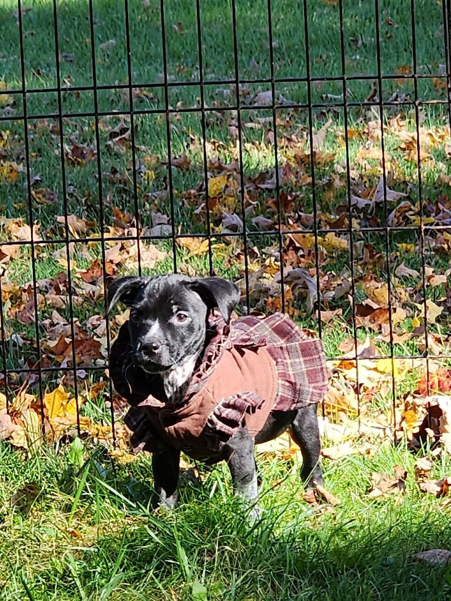 Enlarge Wednesday, a Adoptable mixed breed in Carmel, NY image 1/2