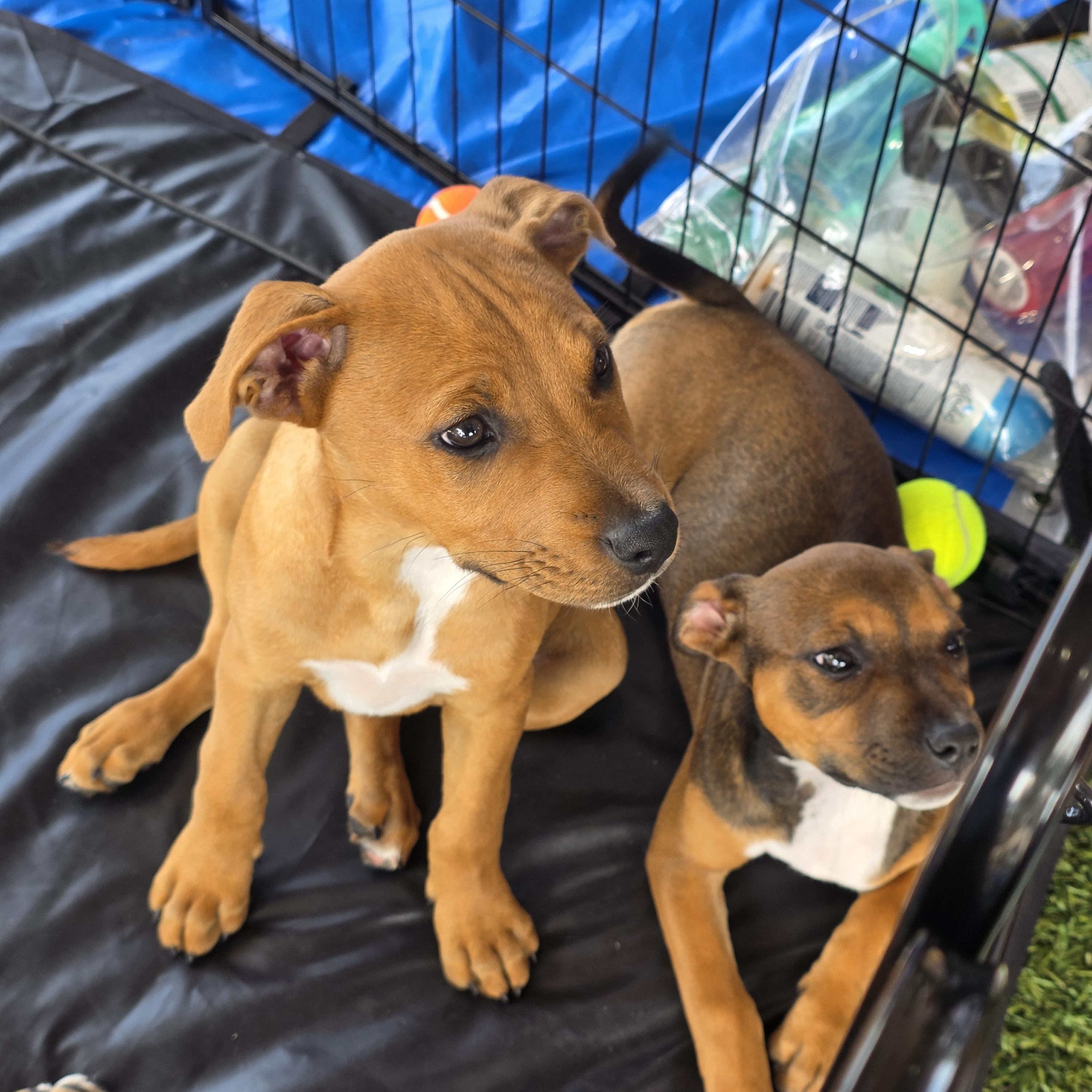Enlarge Dexter, an adopted mixed breed in Dallas, TX image 2/6