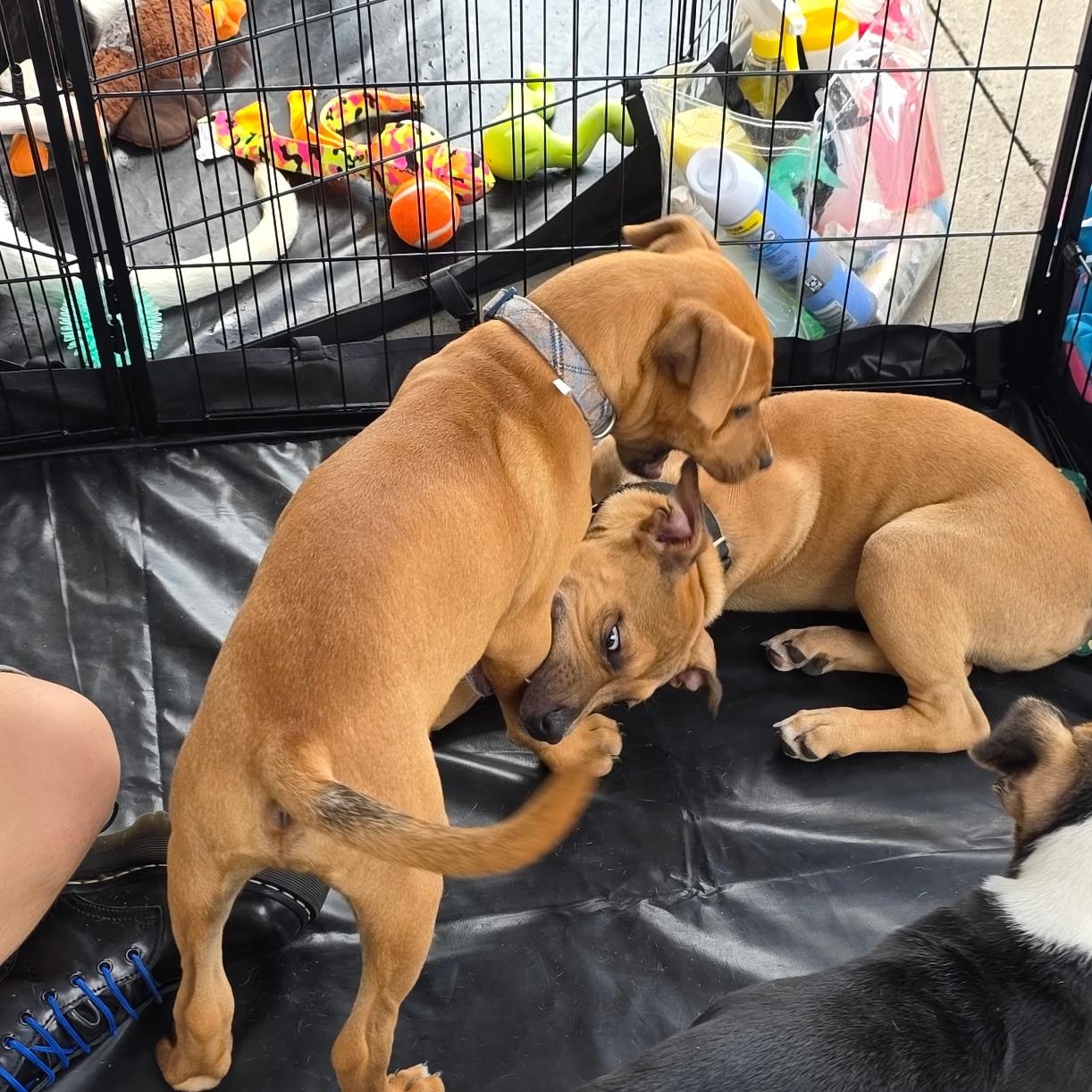 Enlarge Dexter, an adopted mixed breed in Dallas, TX image 3/6