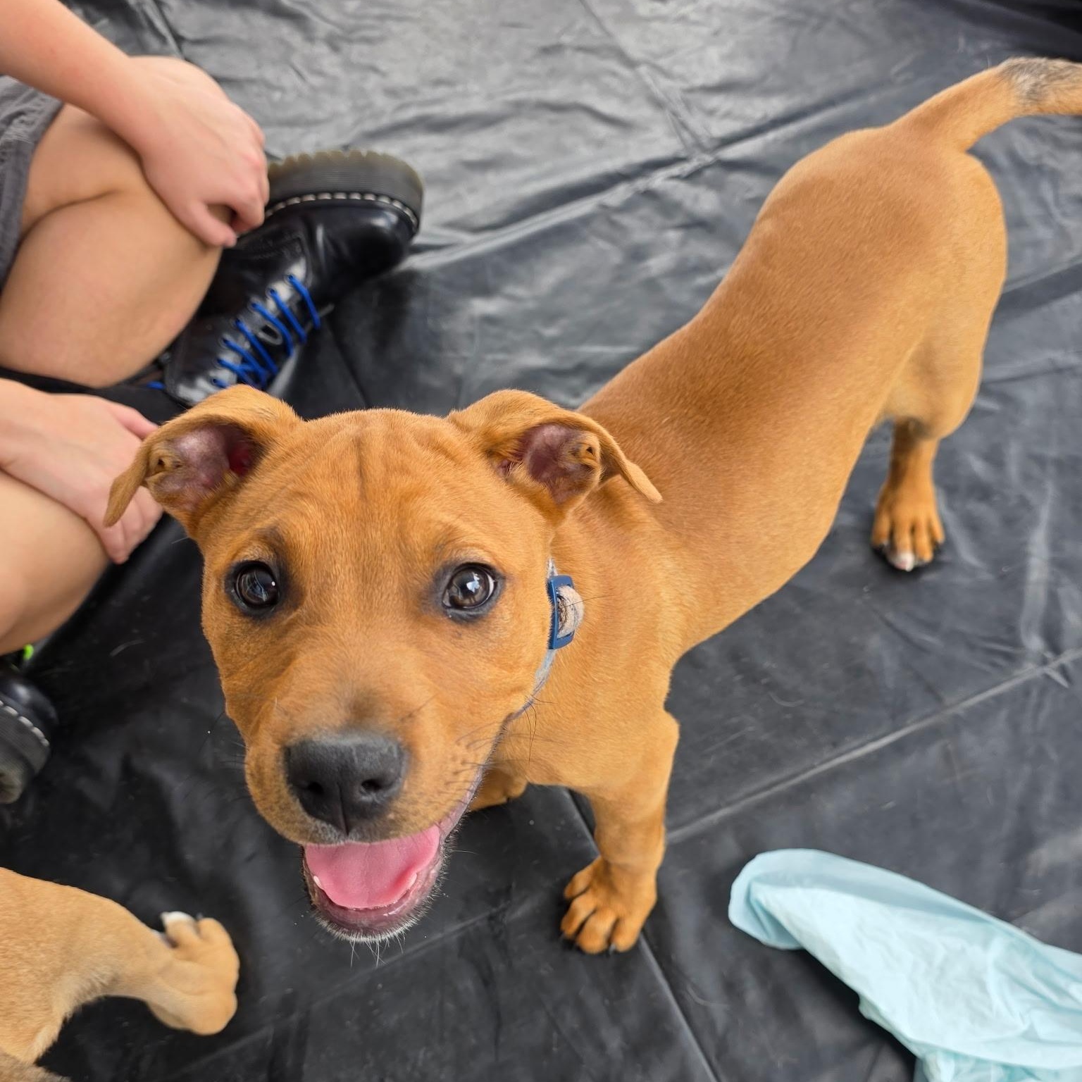 Enlarge Dexter, an adopted mixed breed in Dallas, TX image 5/6