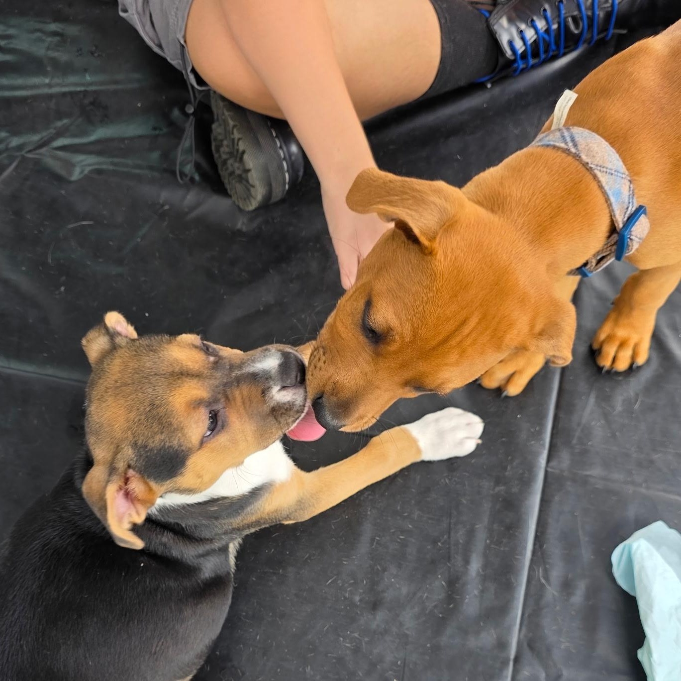 Enlarge Dexter, an adopted mixed breed in Dallas, TX image 6/6