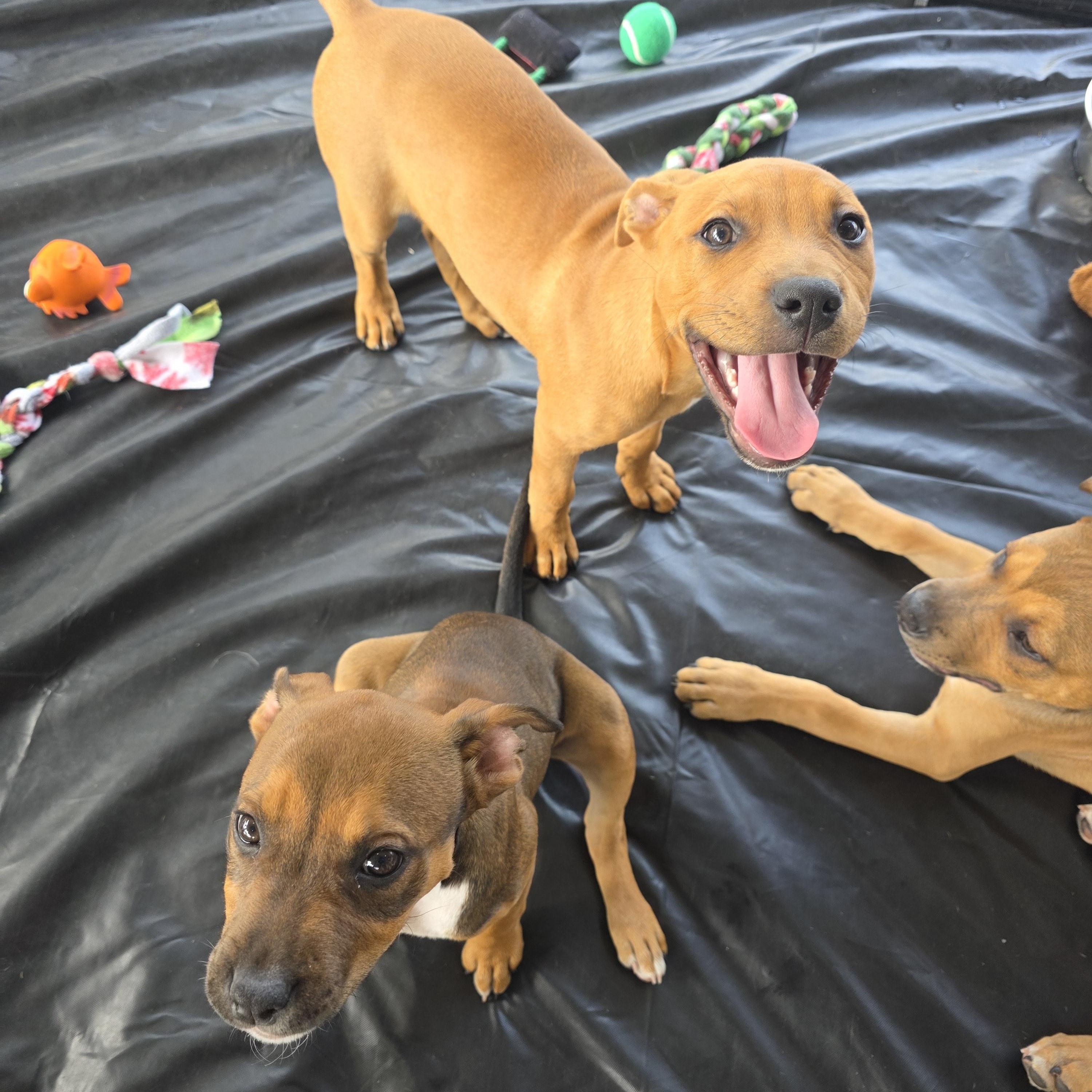 Enlarge Dexter, an adopted mixed breed in Dallas, TX image 4/6