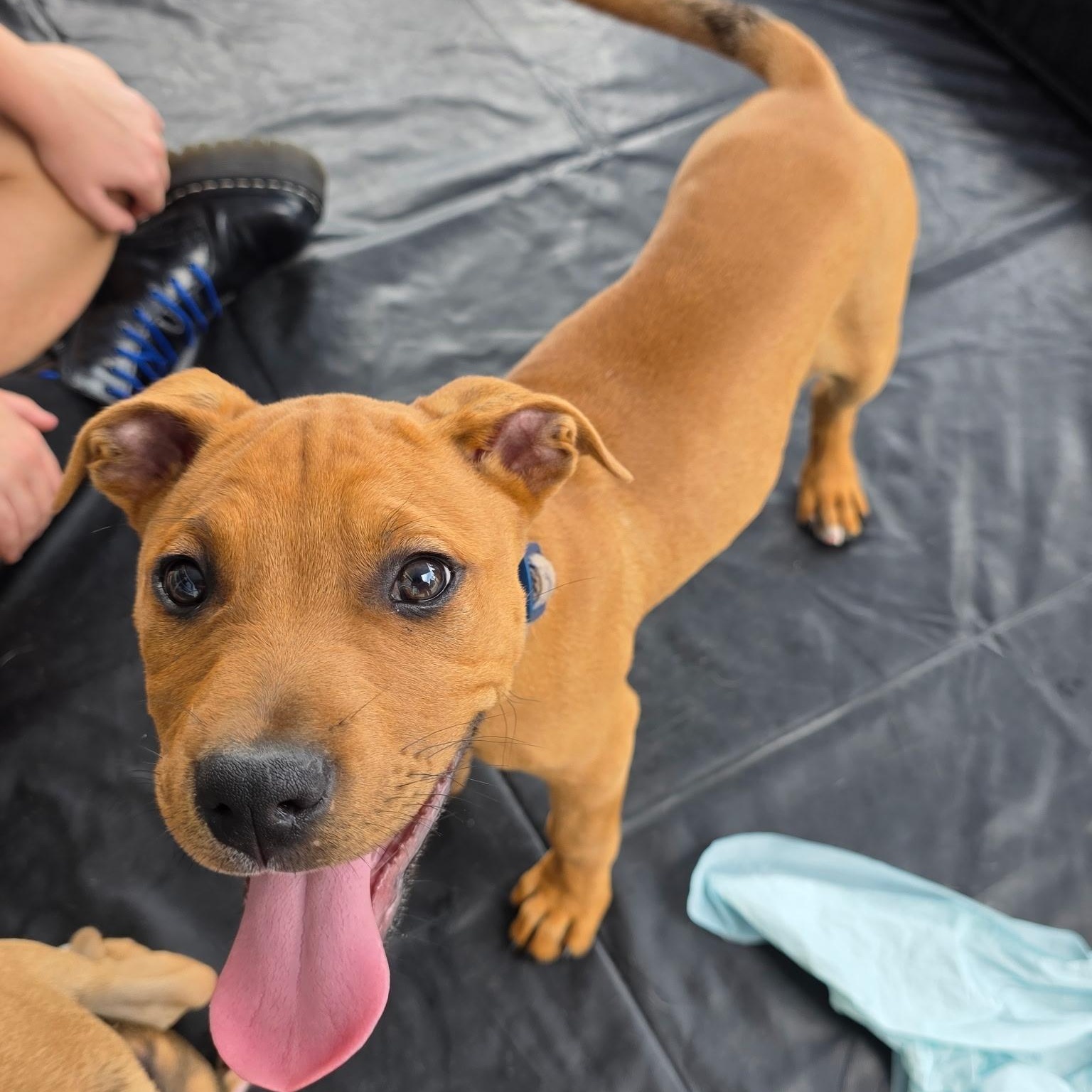 Enlarge Dexter, an adopted mixed breed in Dallas, TX image 1/6
