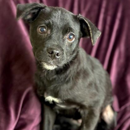 Enlarge Ethel, a ADOPTABLE mixed breed in Red Bluff, CA image 1/1