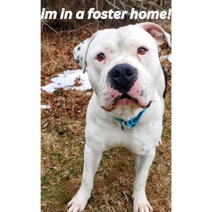 Enlarge Beamer, a Adoptable Mixed Breed in Clementon, NJ image 1/1