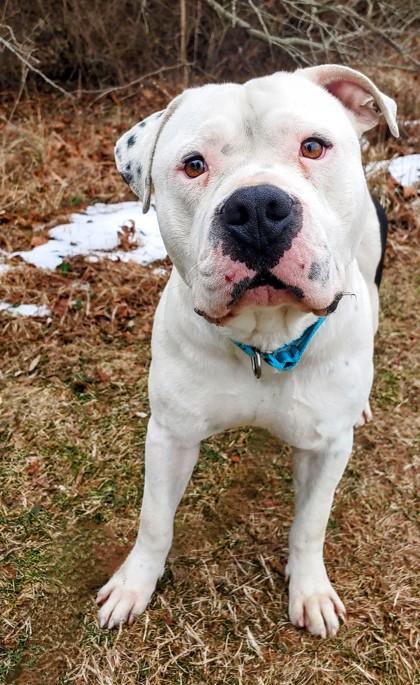 Beamer, Adoptable, Adult Male Mixed Breed & Mixed Breed.