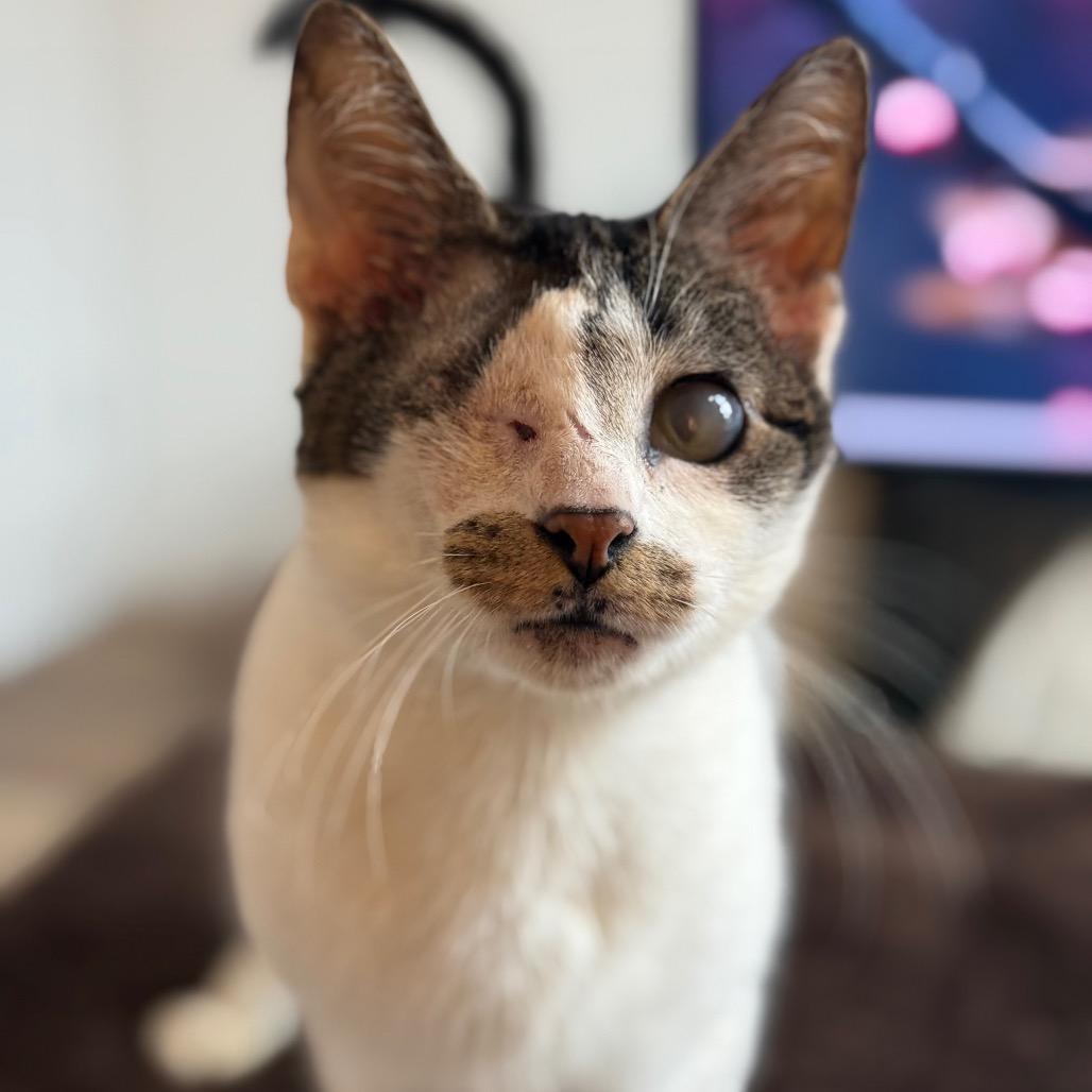 Journey — thumbnail 6