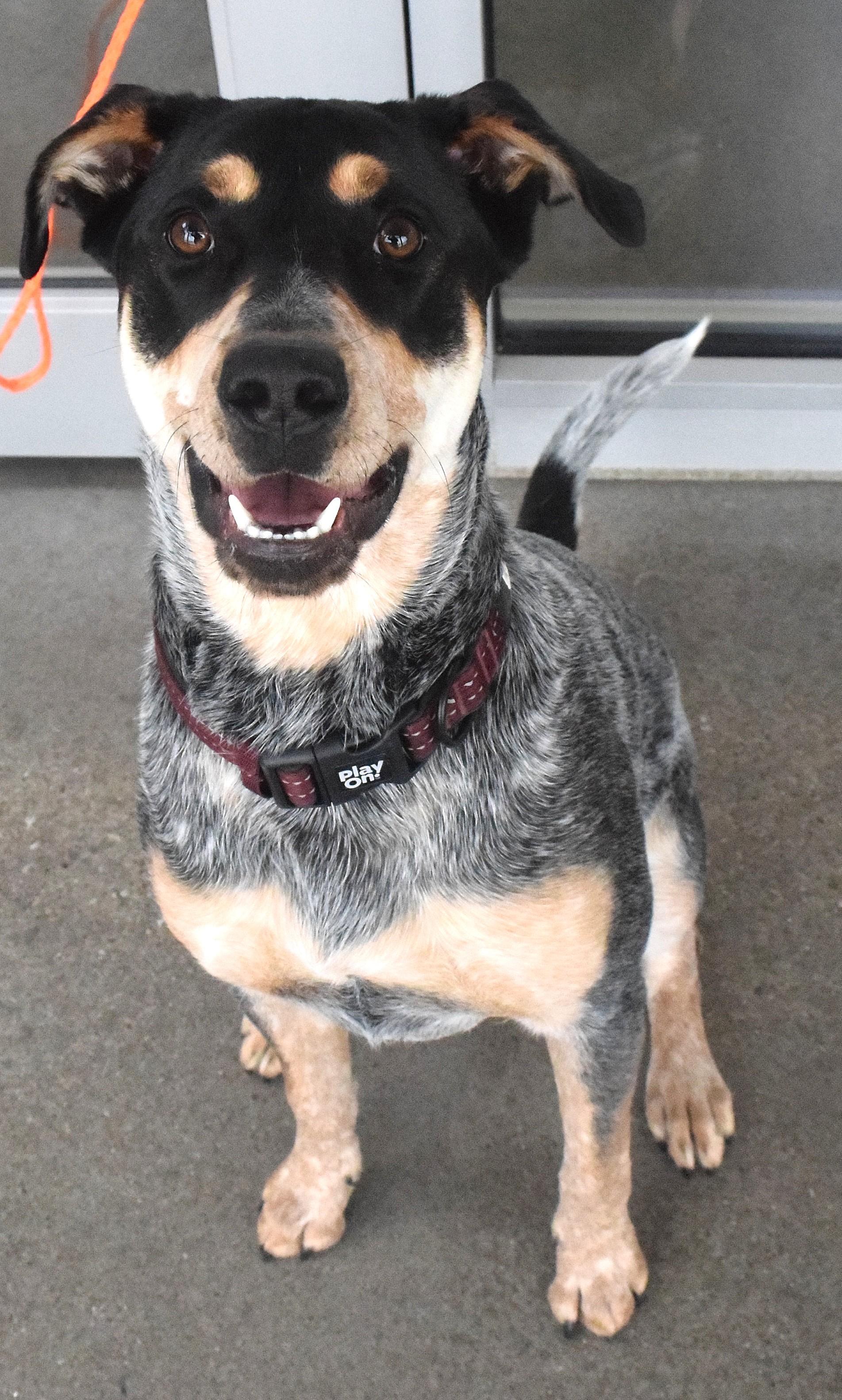 #21957, ADOPTABLE, Adult Male Australian Cattle Dog / Blue Heeler.