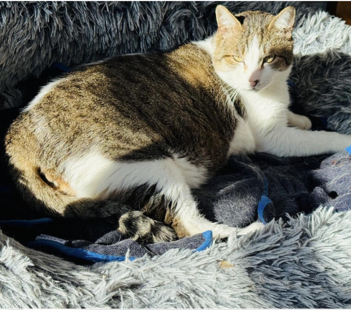 Enlarge Leroy - A FIV Lovebug, a Adopted mixed breed in Frisco, TX image 3/3