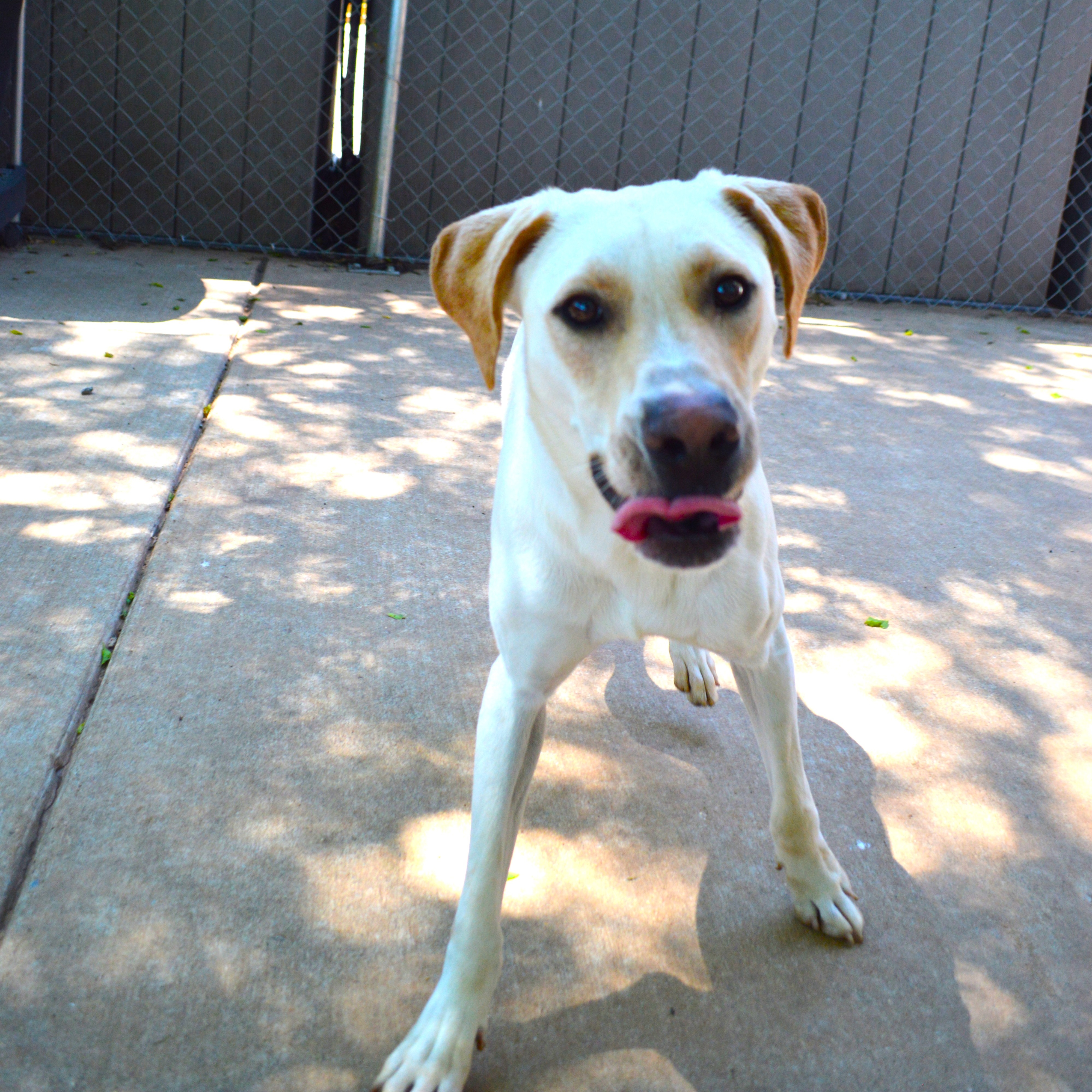 Hopper, Adoptable, Young Male Yellow Labrador Retriever.