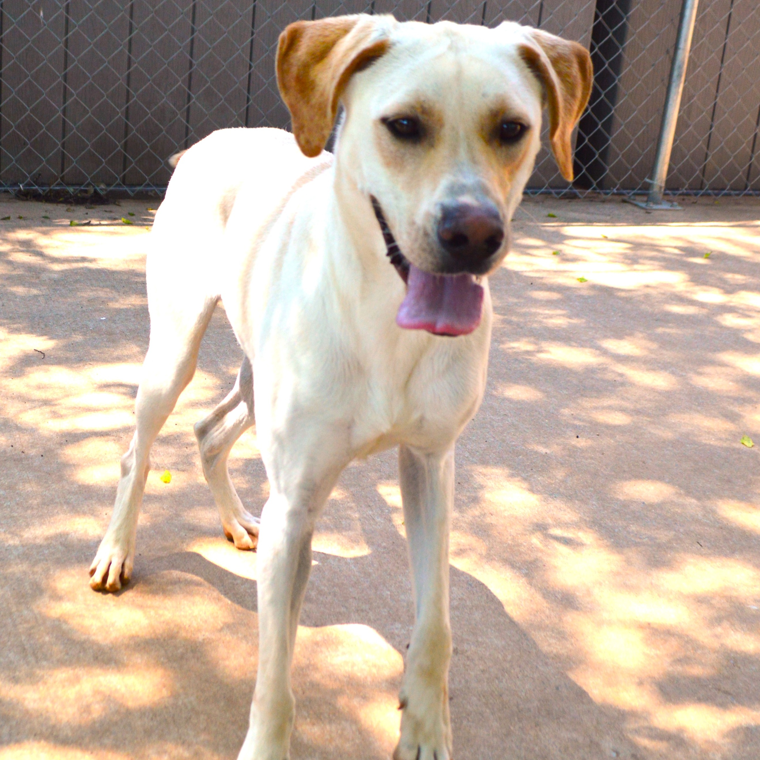 Hopper, a Adoptable Yellow Labrador Retriever in Athens, AL image 2/6