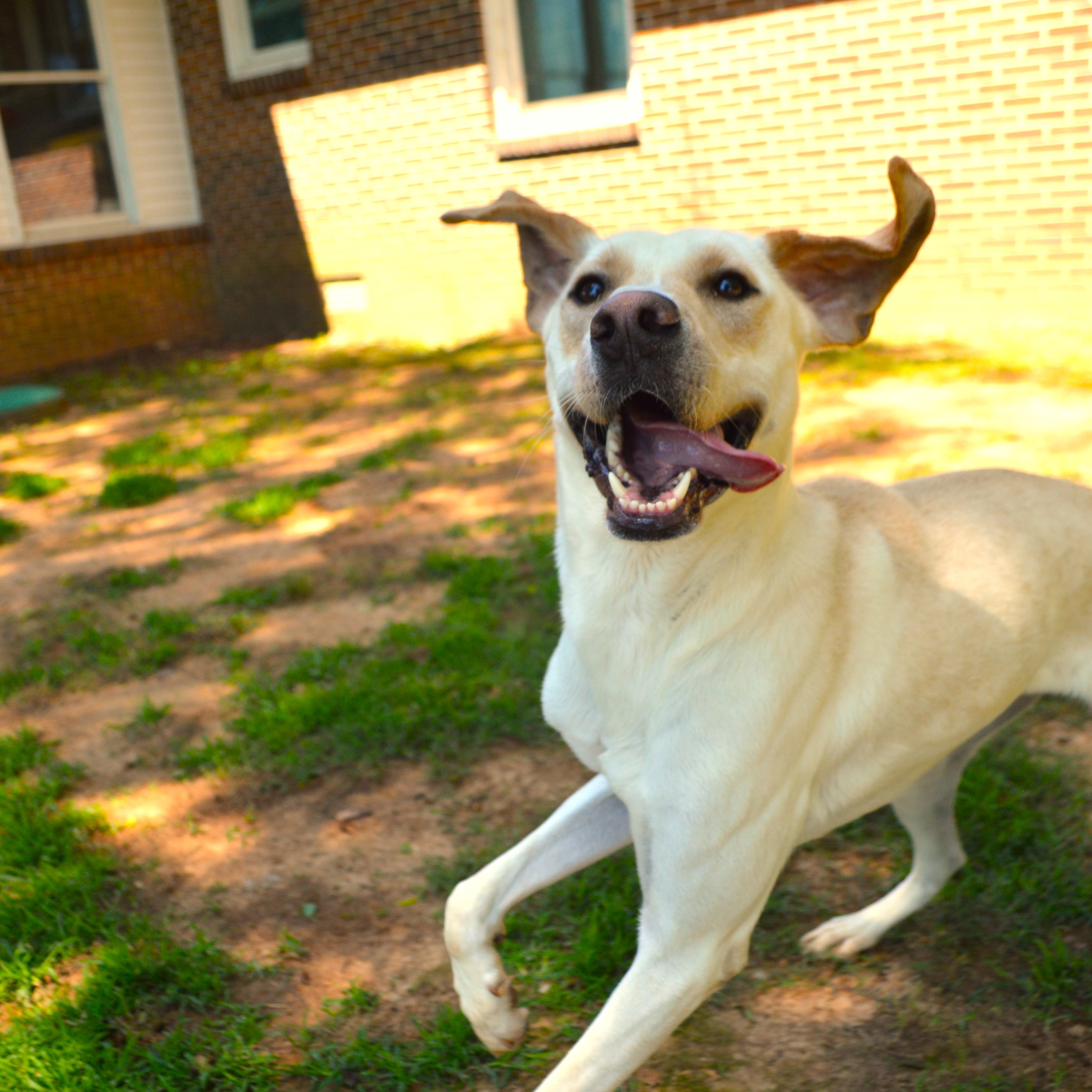 Hopper, a Adoptable Yellow Labrador Retriever in Athens, AL image 3/6
