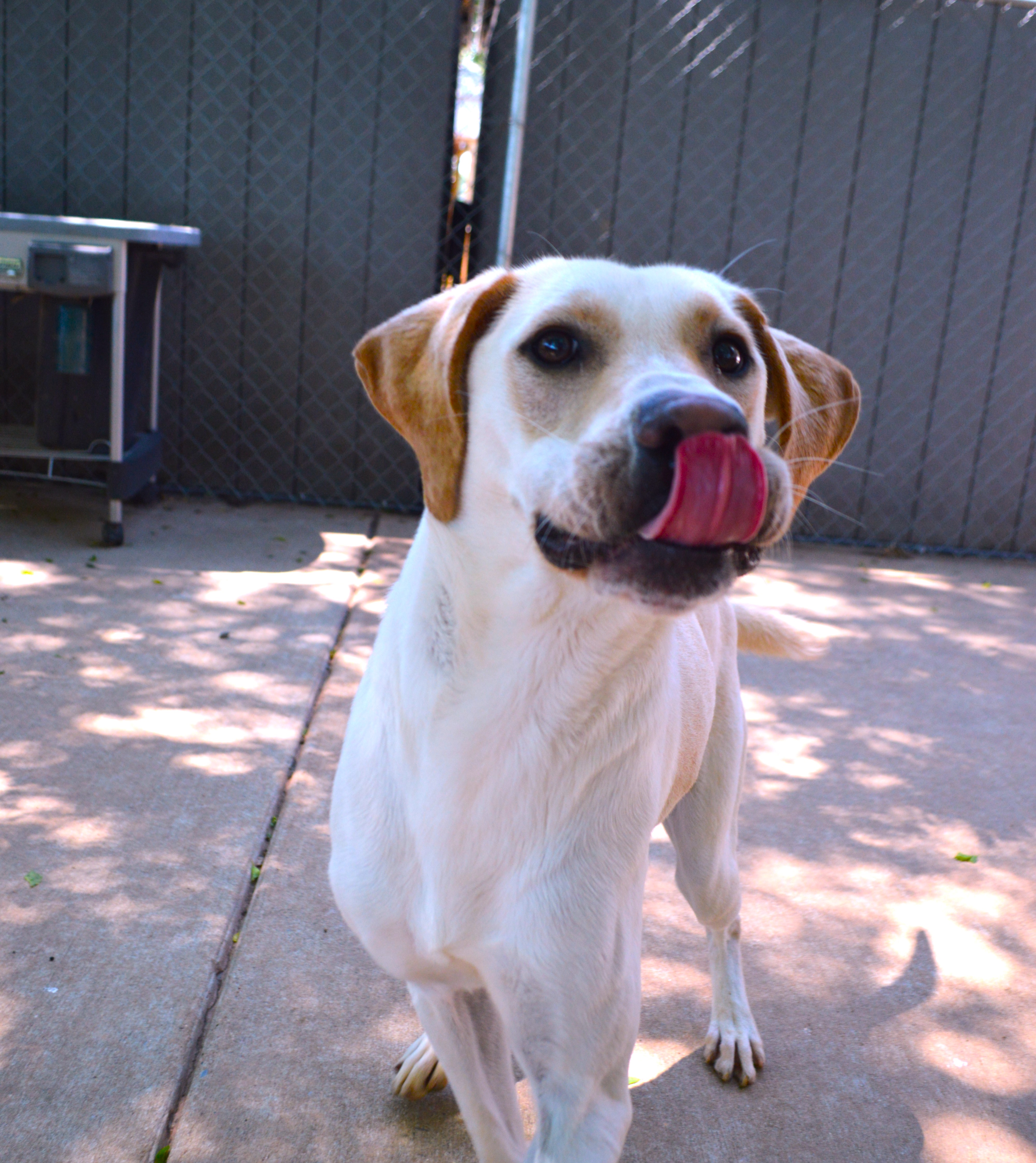 Hopper, a Adoptable Yellow Labrador Retriever in Athens, AL image 4/6