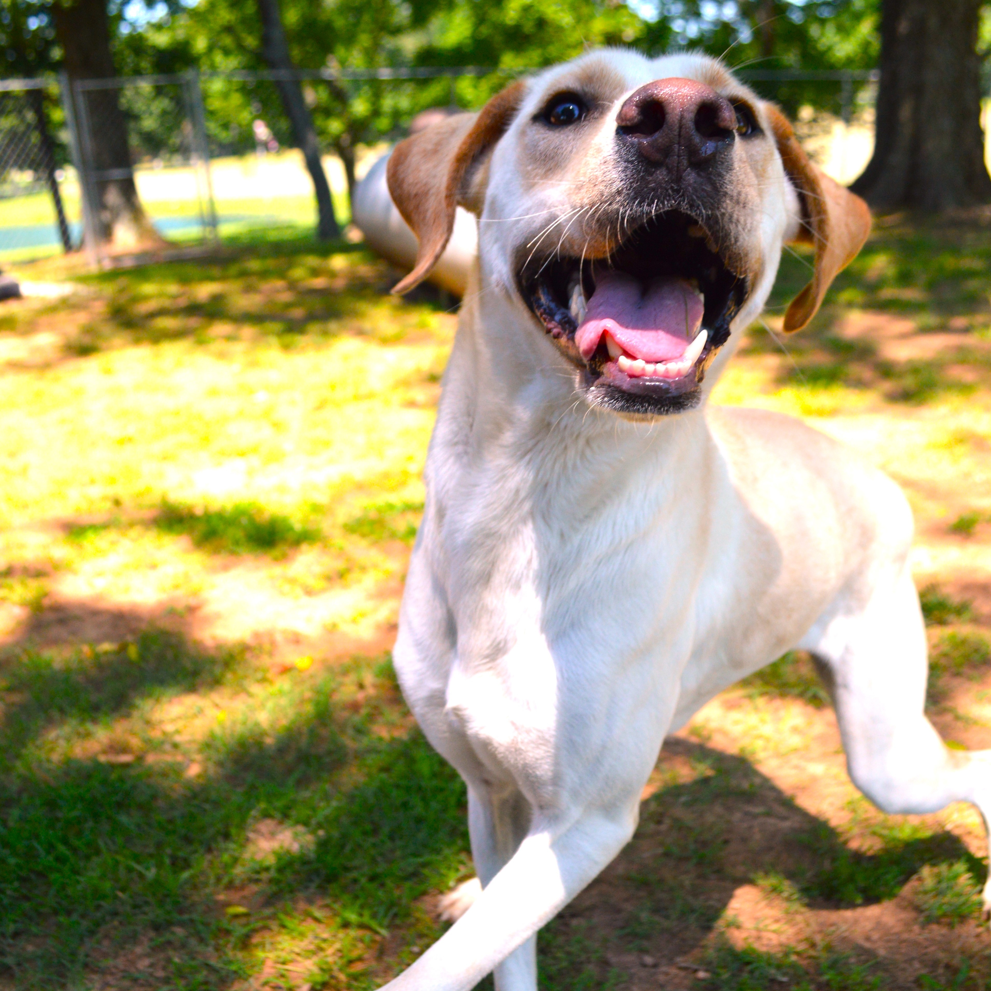 Hopper, a Adoptable Yellow Labrador Retriever in Athens, AL image 5/6
