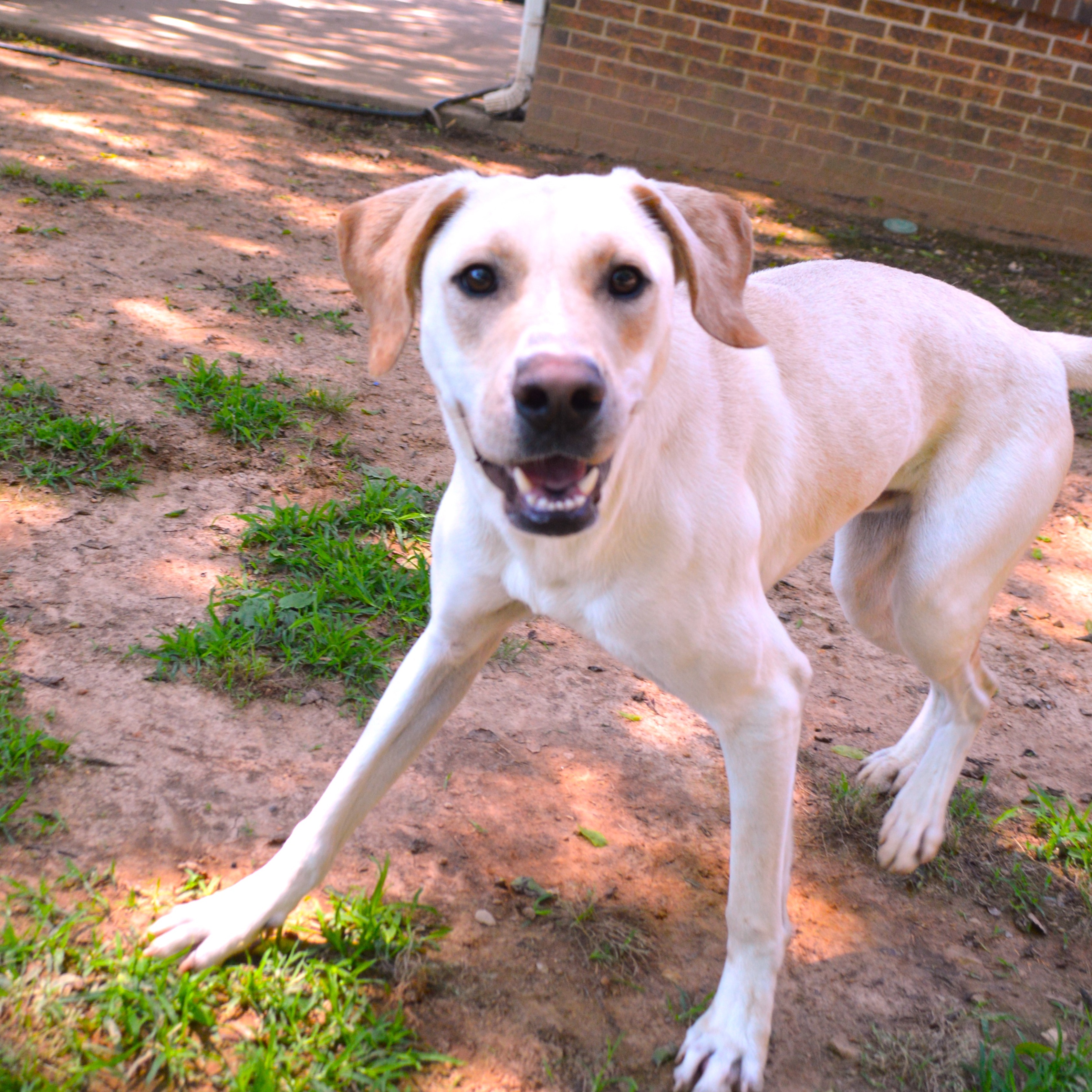 Hopper, a Adoptable Yellow Labrador Retriever in Athens, AL image 6/6