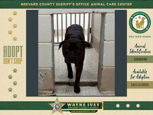 Chip, a Adoptable mixed breed in Melbourne, FL image 1/2