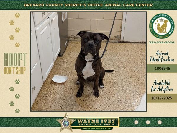 Chip, a Adoptable mixed breed in Melbourne, FL image 2/2