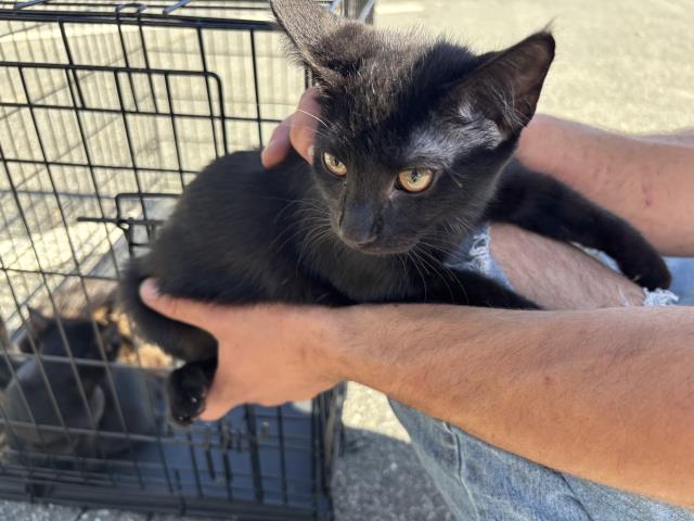 ARISTA, Adoptable, Kitten Female Domestic Short Hair.