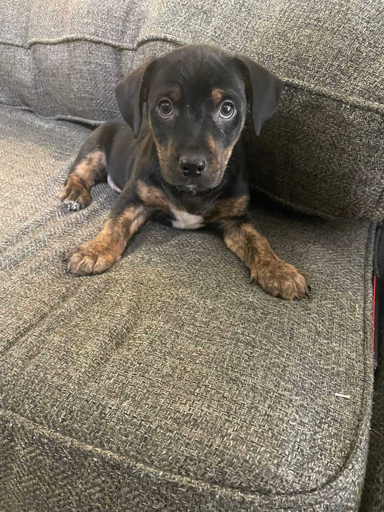 Cowboy Joe, ADOPTABLE, Puppy Male Chiweenie.