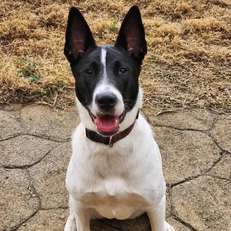 Enlarge Dani Girl, a Adoptable mixed breed in Bradenton, FL image 1/1