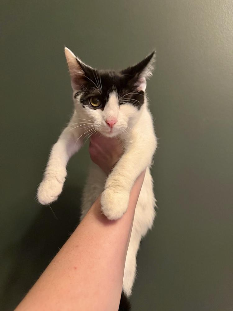 Nick Purry, Adoptable, Kitten Male Domestic Short Hair.