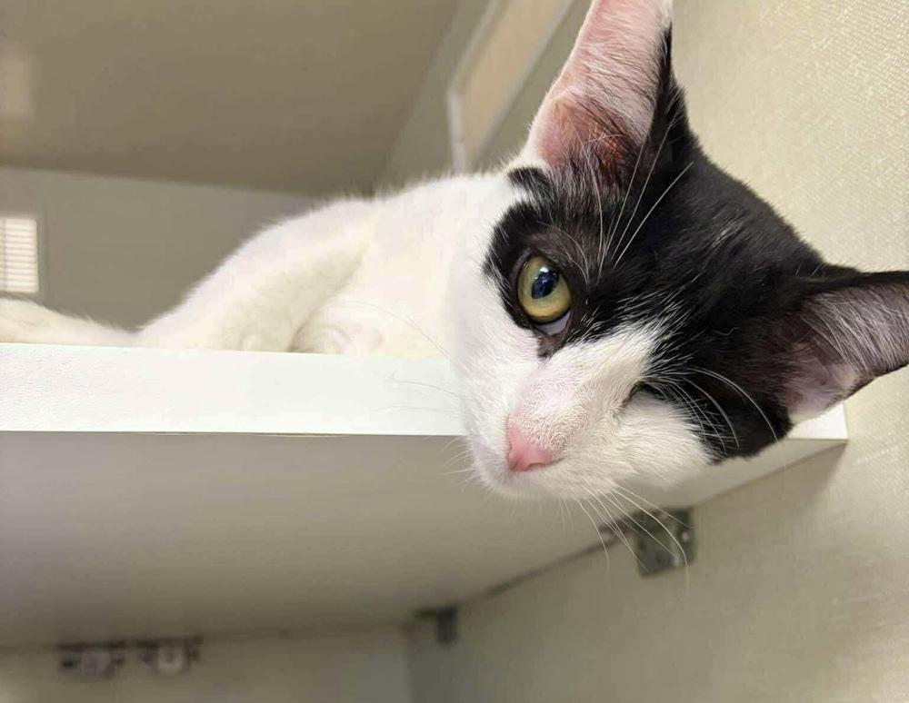 Enlarge Nick Purry, a Adoptable Domestic Short Hair in Chicago, IL image 2/6
